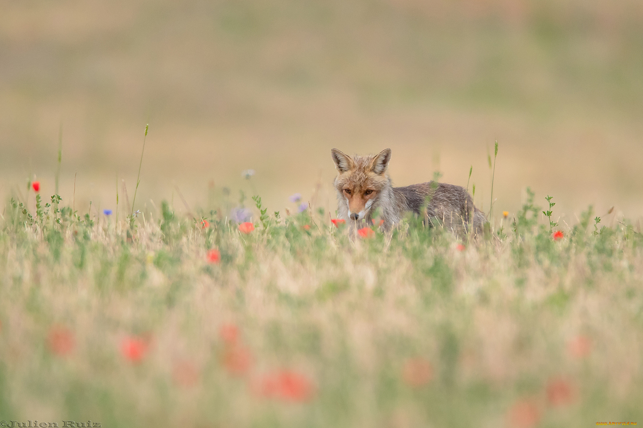 животные, лисы, лиса, окрас, шкура, опасна, животное