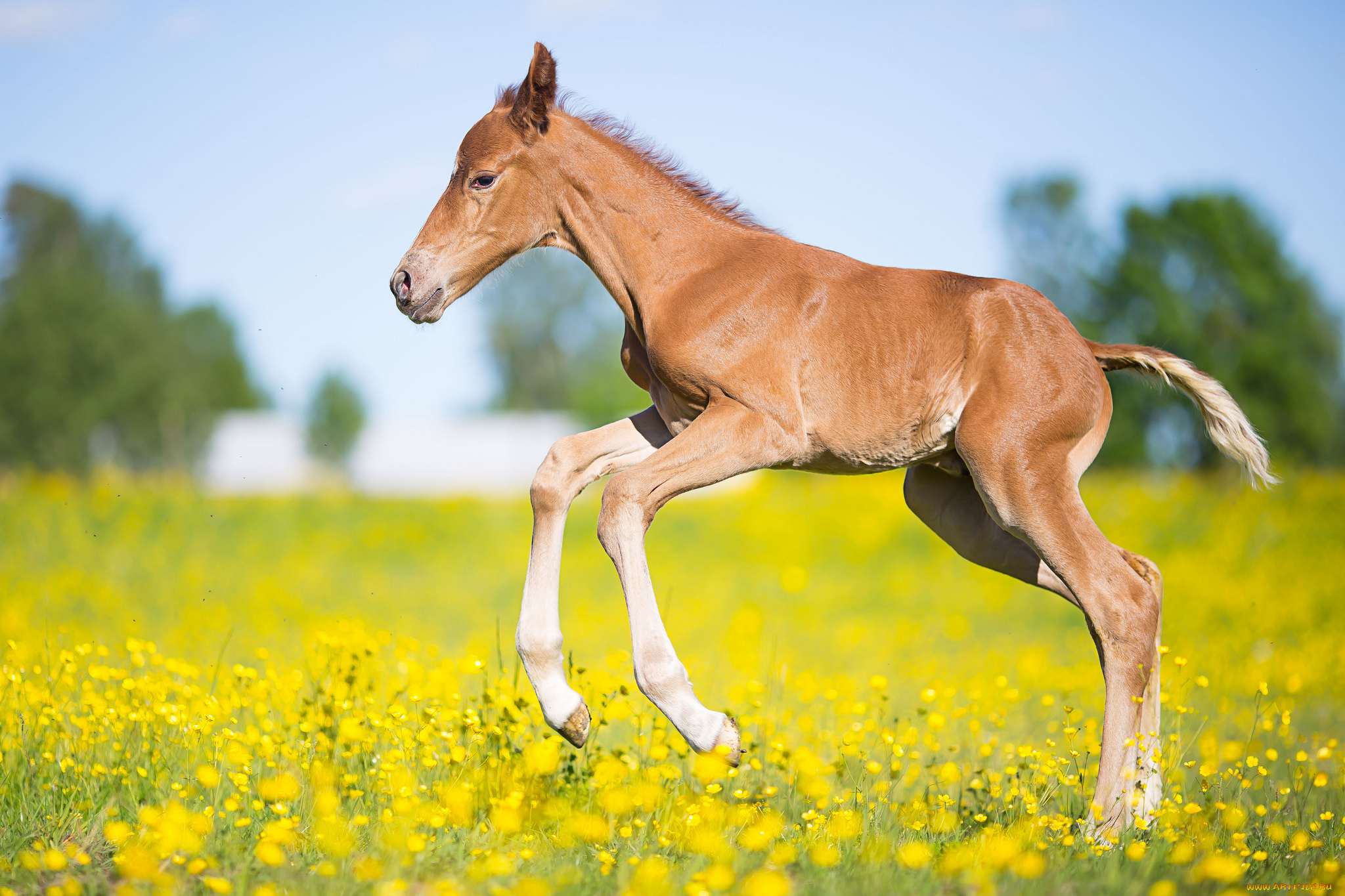 животные, лошади, лошадь, окрас, грива, хвост