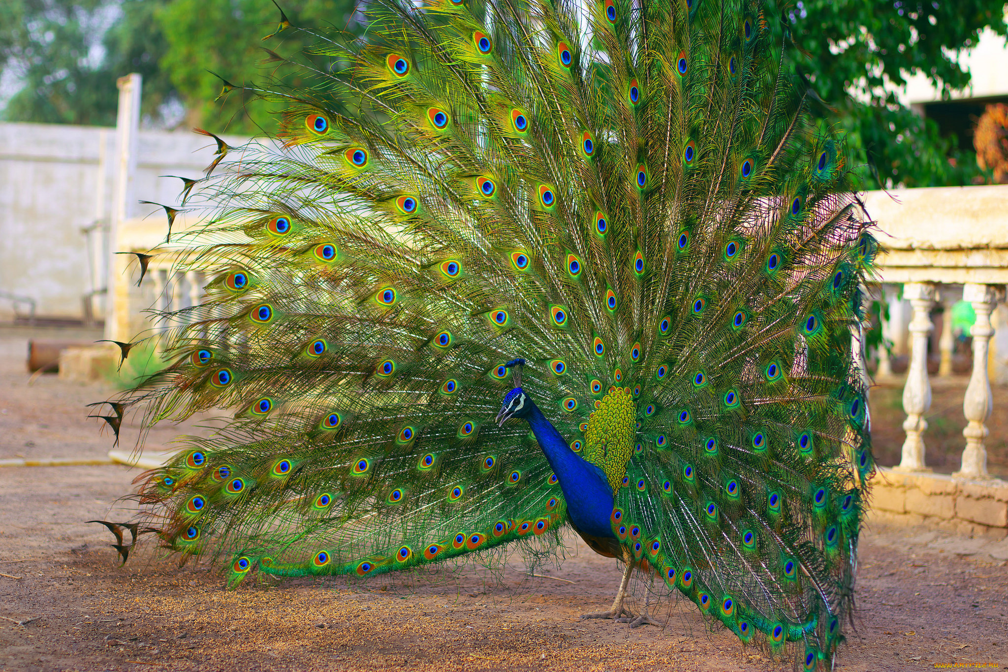 животные, павлины, птица, хвост, окрас, перья, павлин