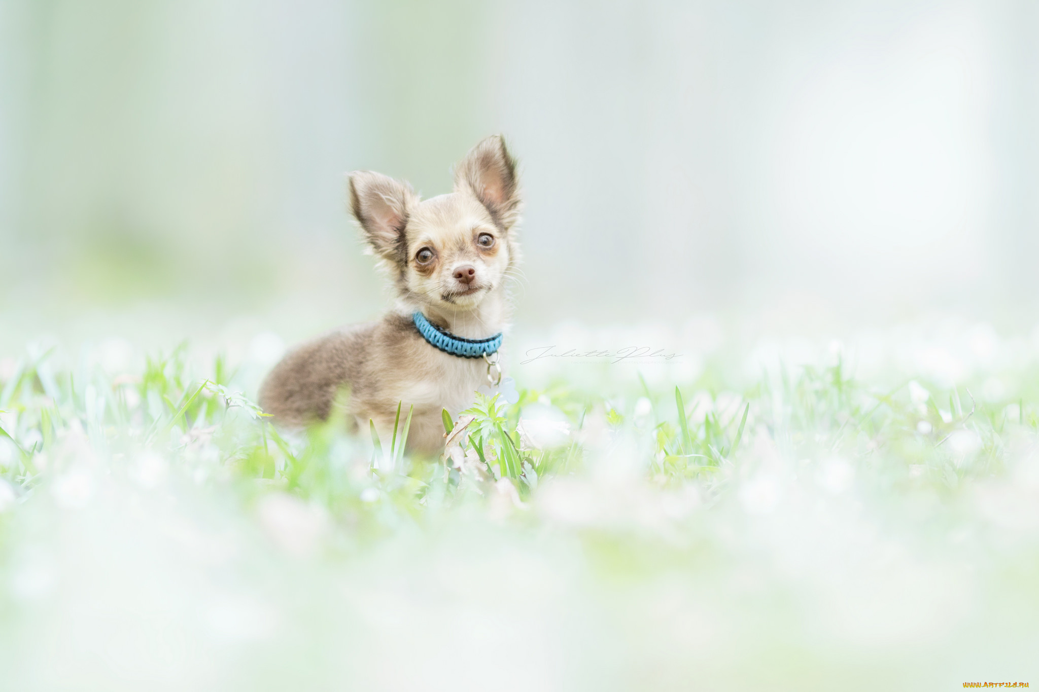 животные, собаки, собака, окрас, шерсть, порода, животное