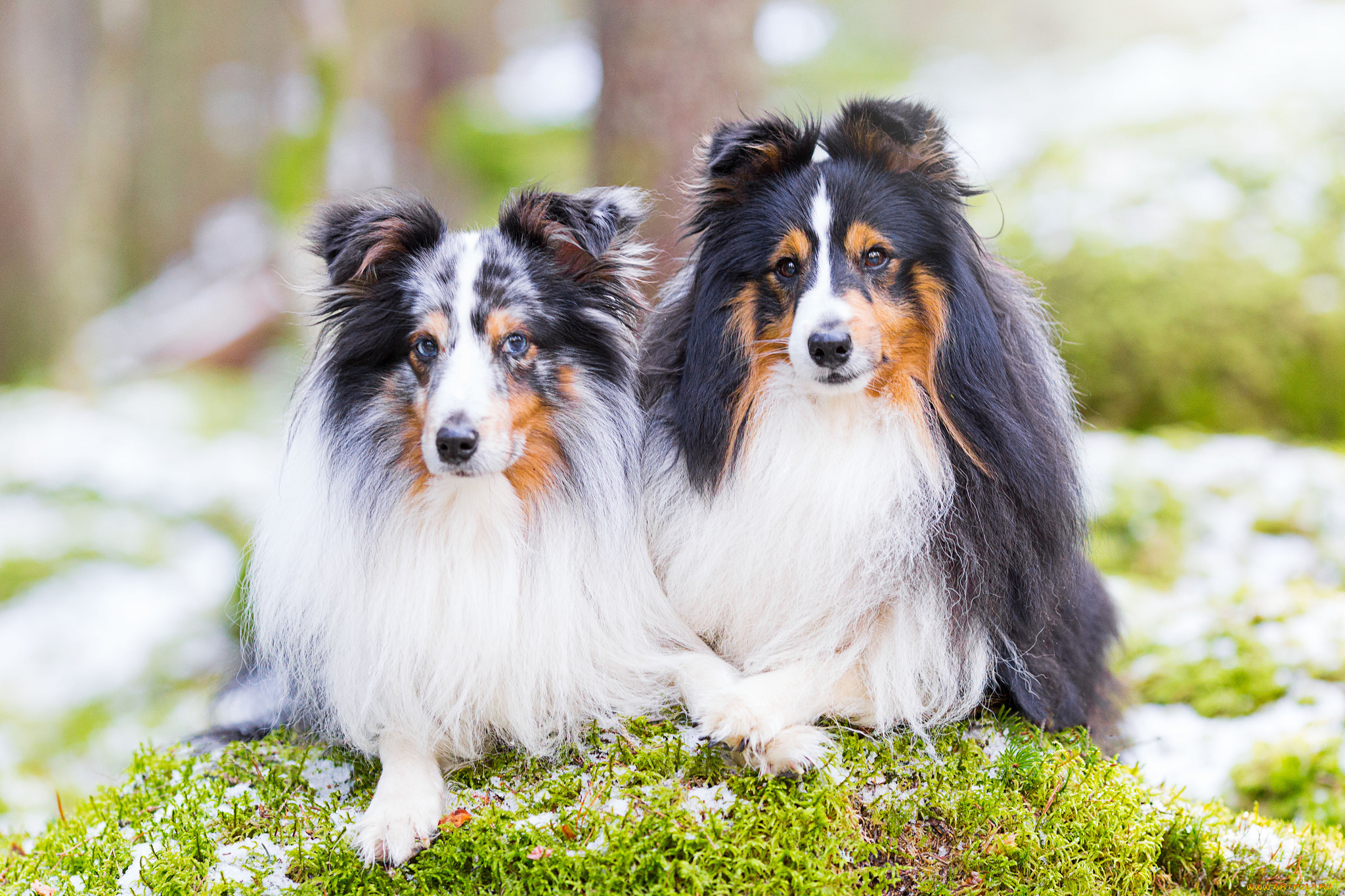 животные, собаки, собака, окрас, шерсть, порода, животное