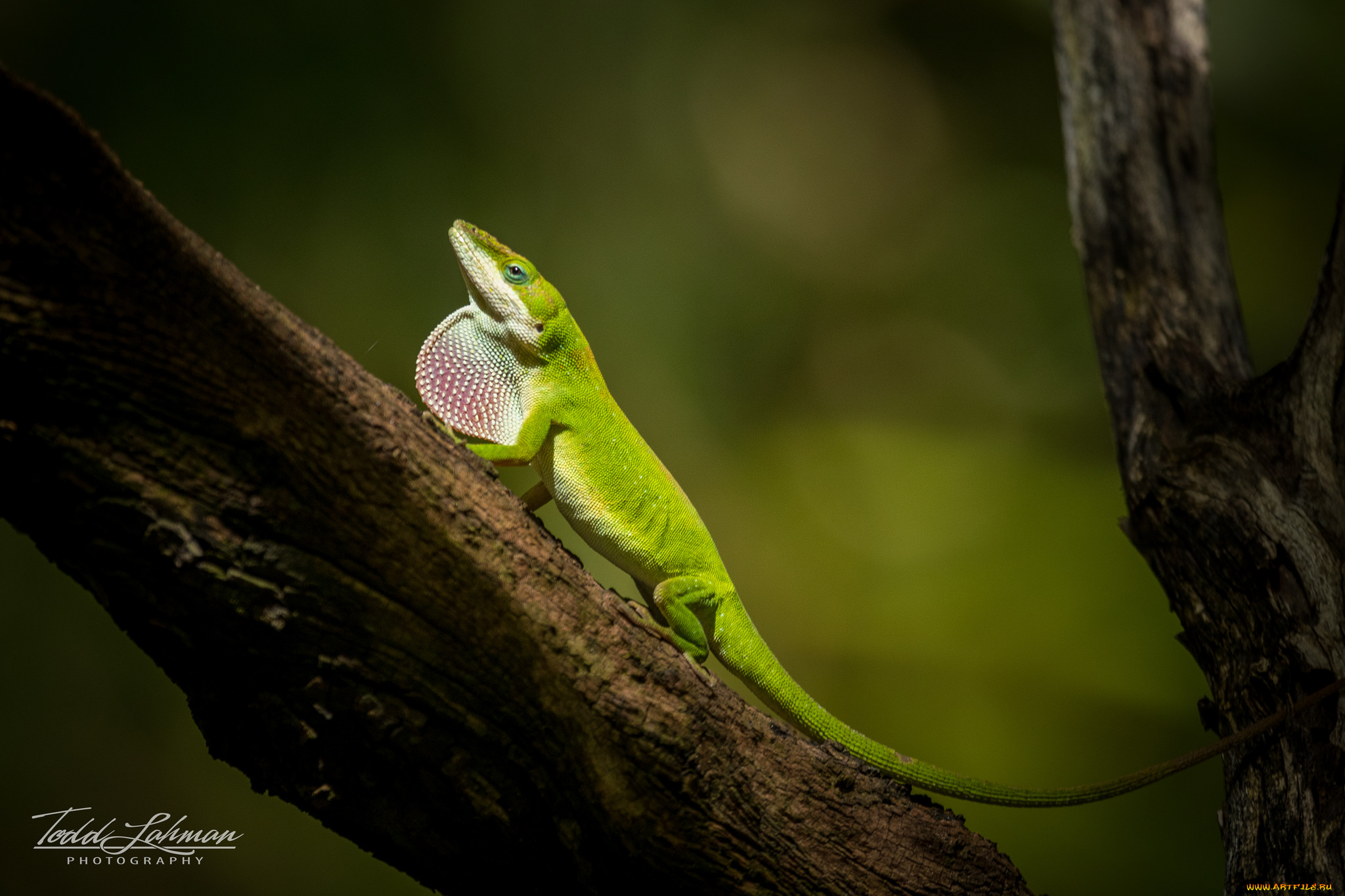 животные, Ящерицы, , игуаны, , вараны, камень, окрас, ящерица
