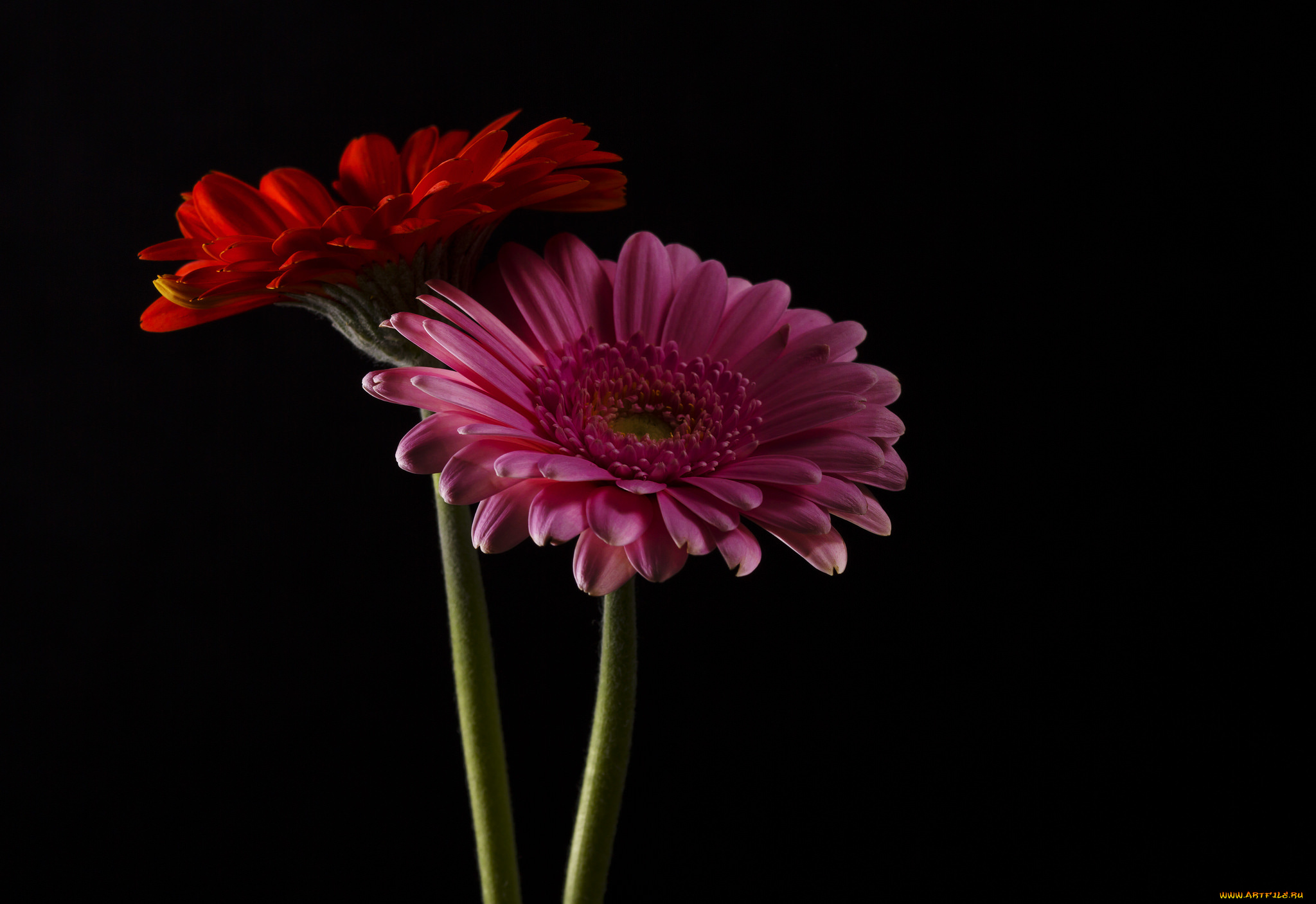 цветы, герберы, цветки, гербера, цветение, яркость, лепестки