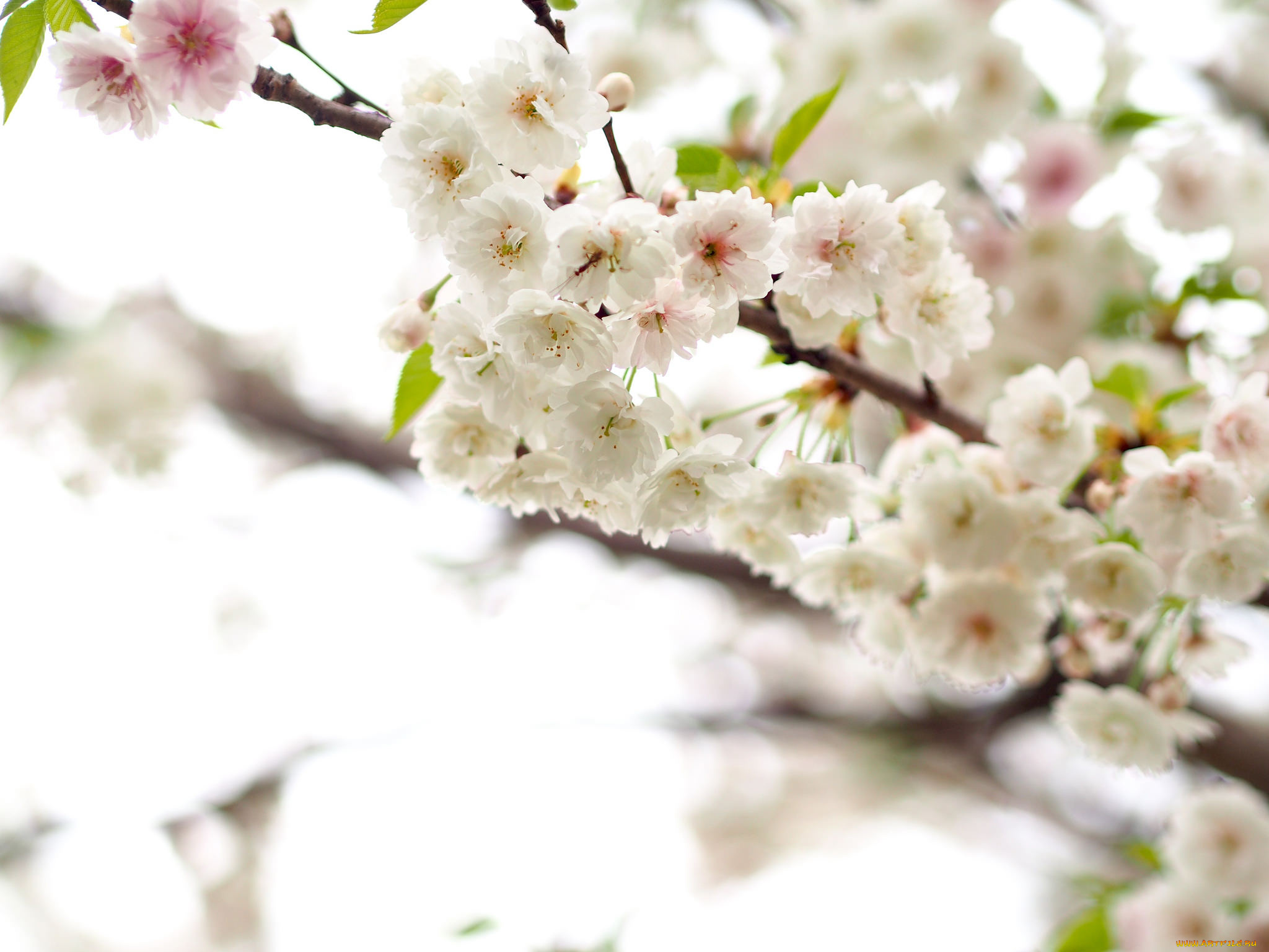 цветы, цветущие, деревья, , , кустарники, ветка, листья, яблони, branch, leaves, flowers, apple