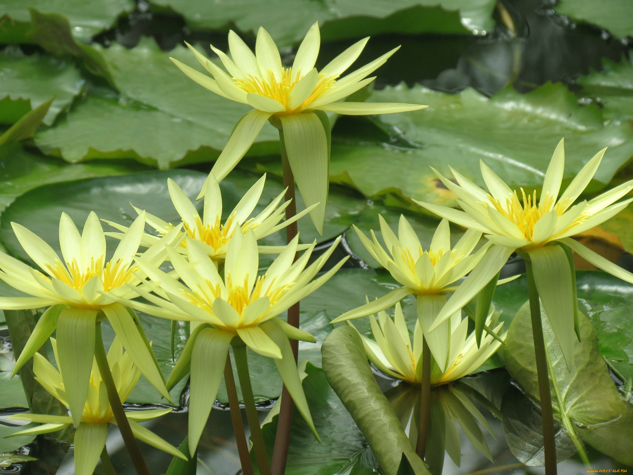 цветы, лотосы, лотос, цветение, лепестки