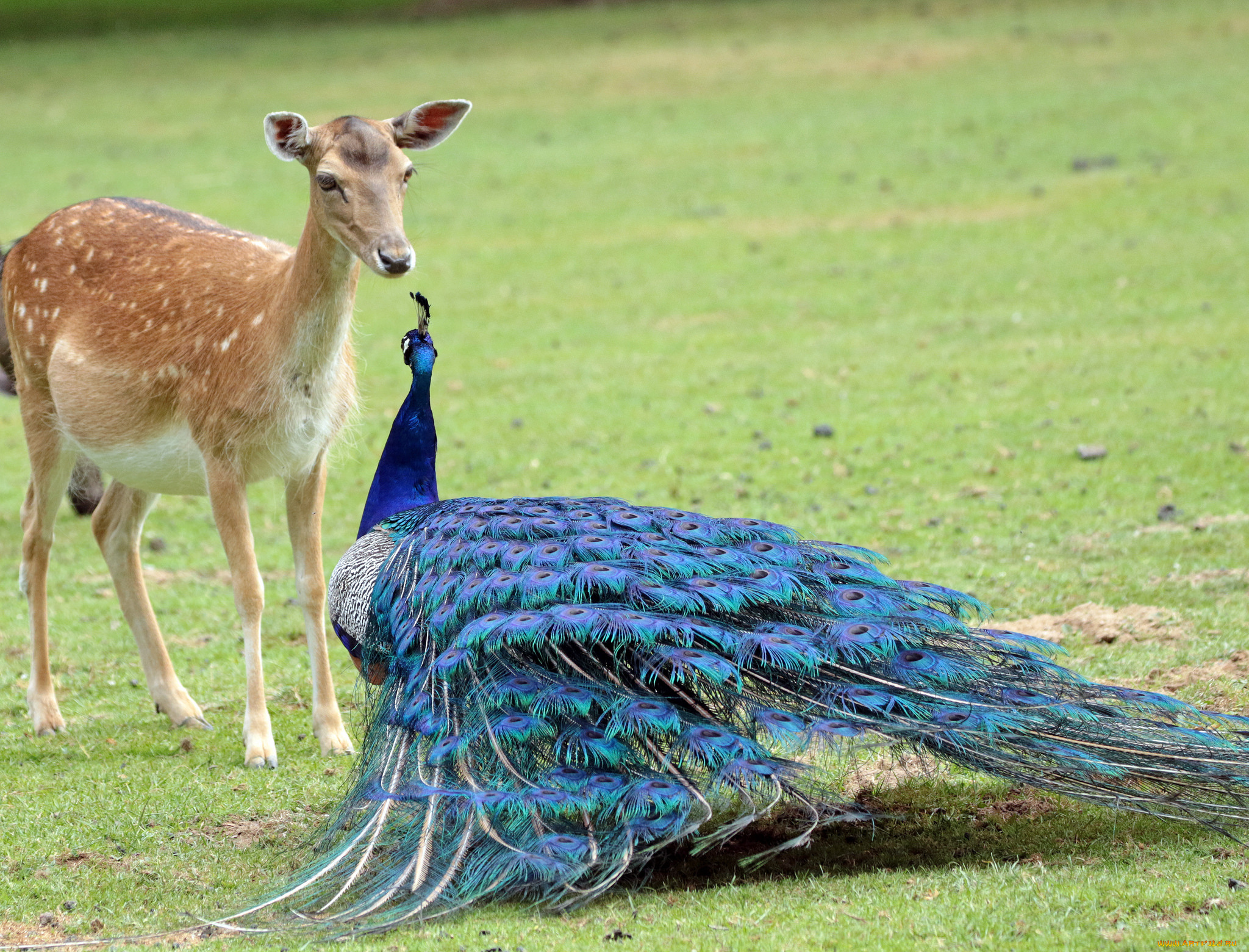 животные, разные, вместе, павлин, олень, птица, животное
