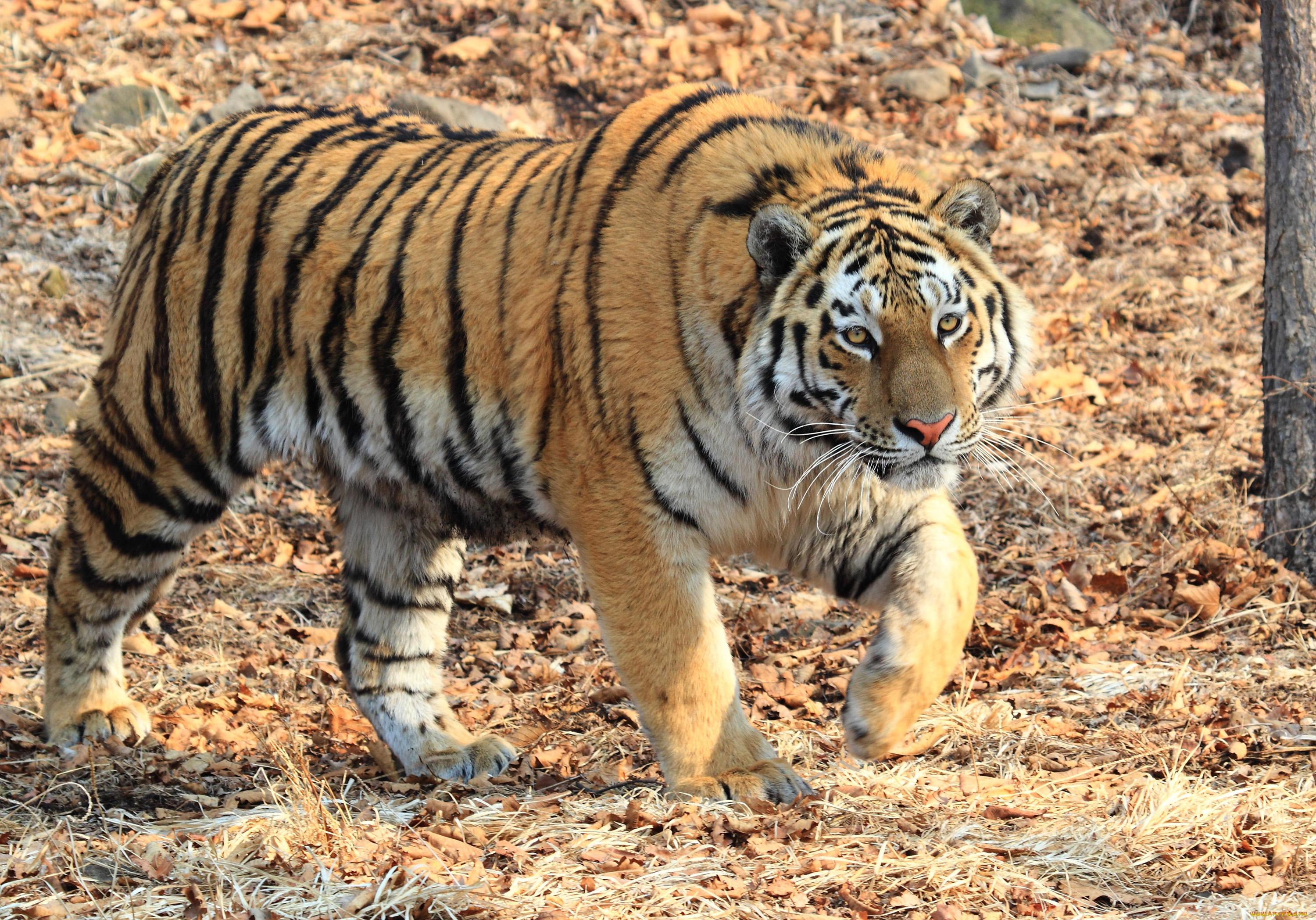 тигр, животные, тигры, амурский