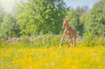 Картинка животные лошади лошадь окрас грива хвост