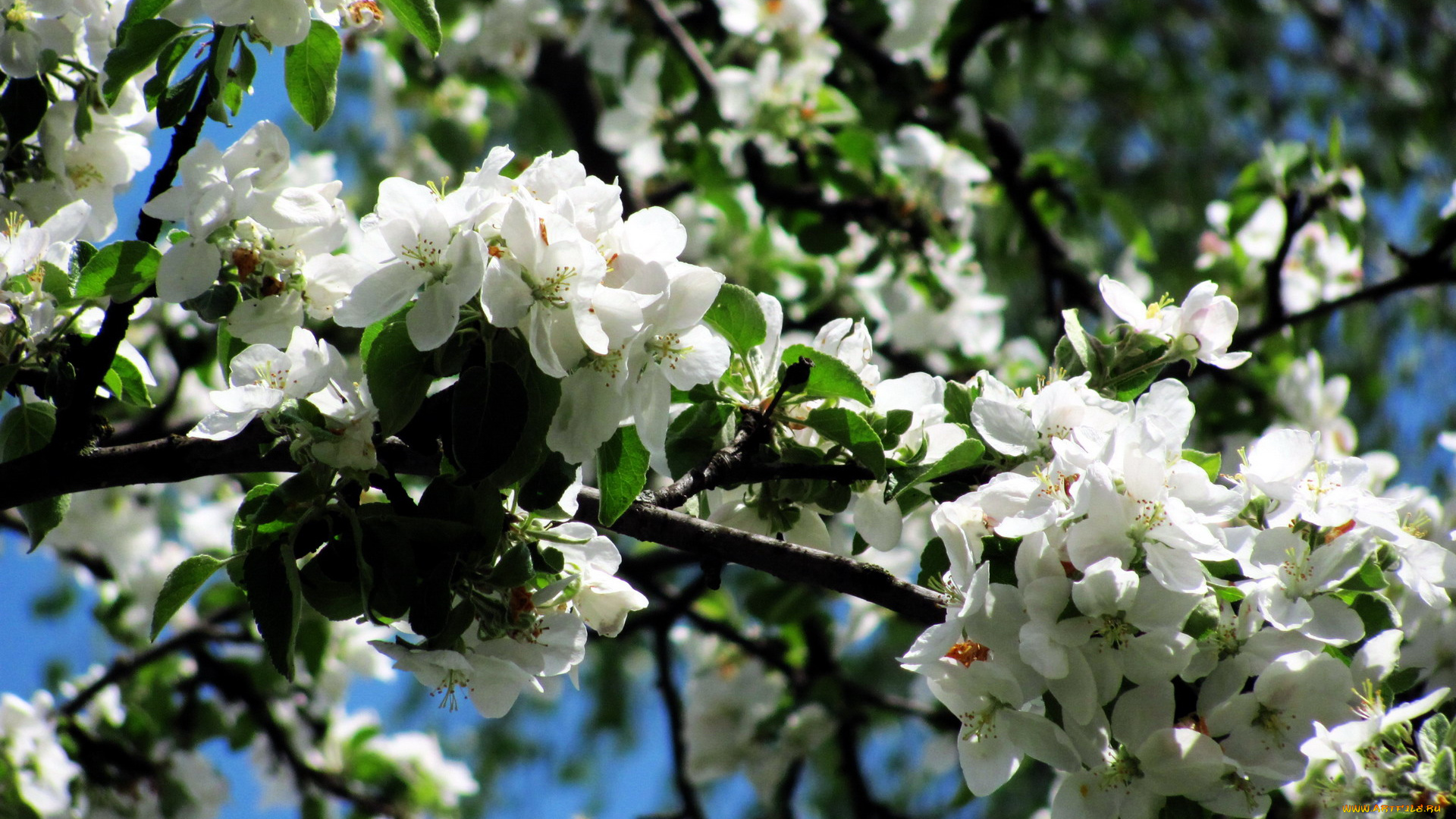 цветы, цветущие, деревья, , , кустарники, цветение, весна