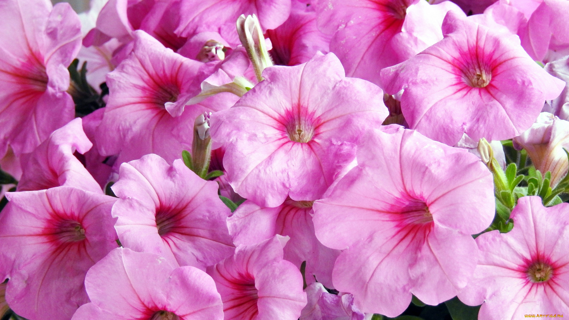 цветы, петунии, , калибрахоа, розовый