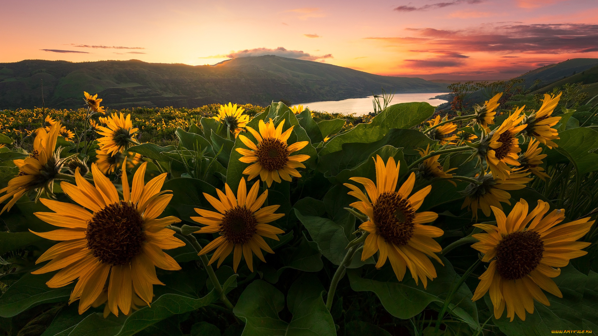 цветы, подсолнухи, бальзамориза, columbia, river, заказник, том, мак-колл, луг, ровена, орегон, закат, rowena, река, колумбия, oregon, tom, mccall, preserve, холмы, gorge, ущелье, реки