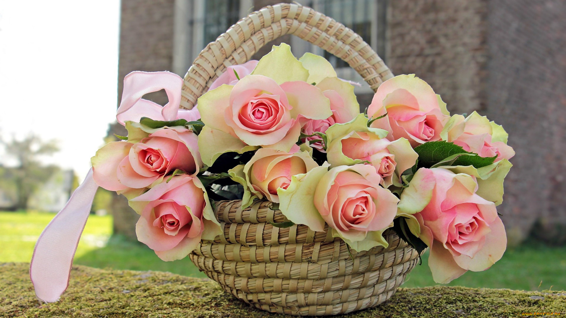 цветы, розы, бутоны