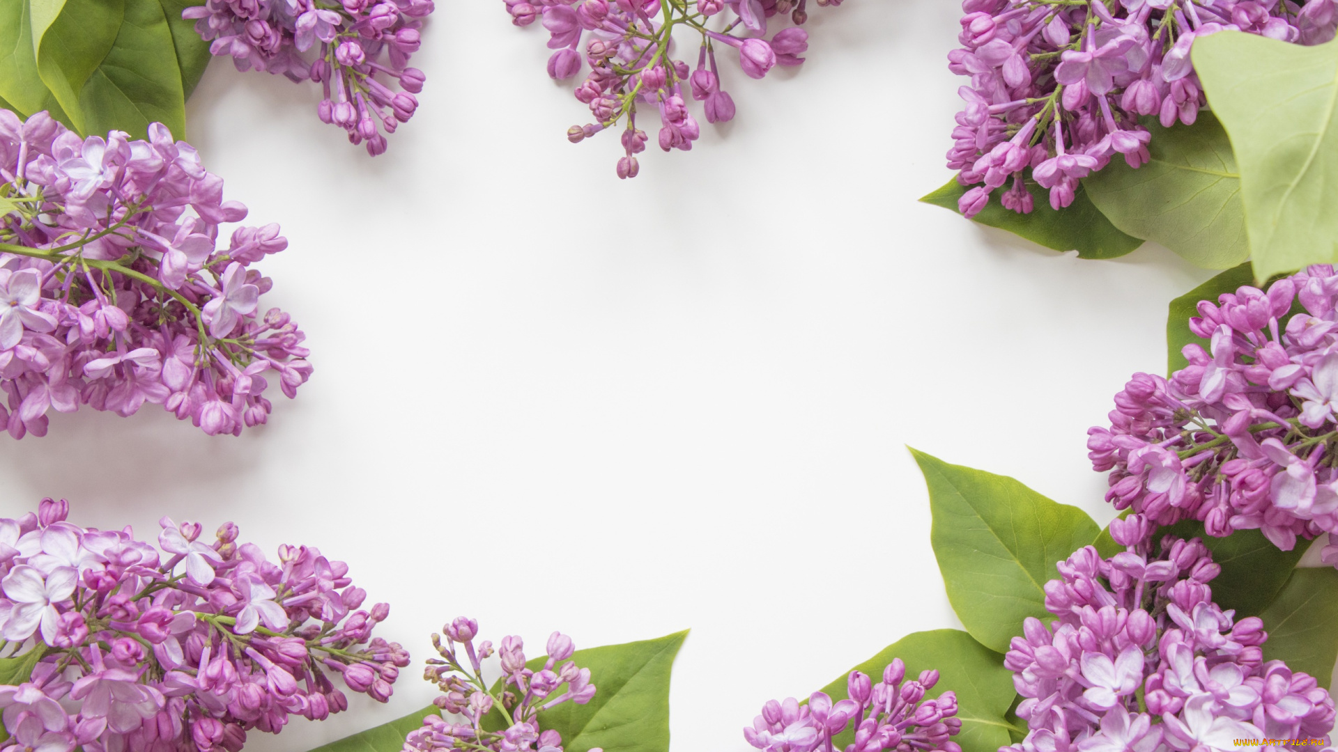 цветы, сирень