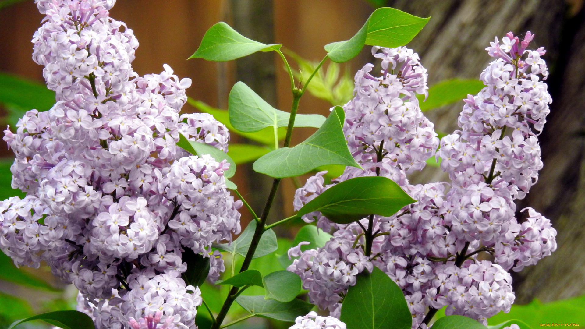 цветы, сирень, весна, цветение