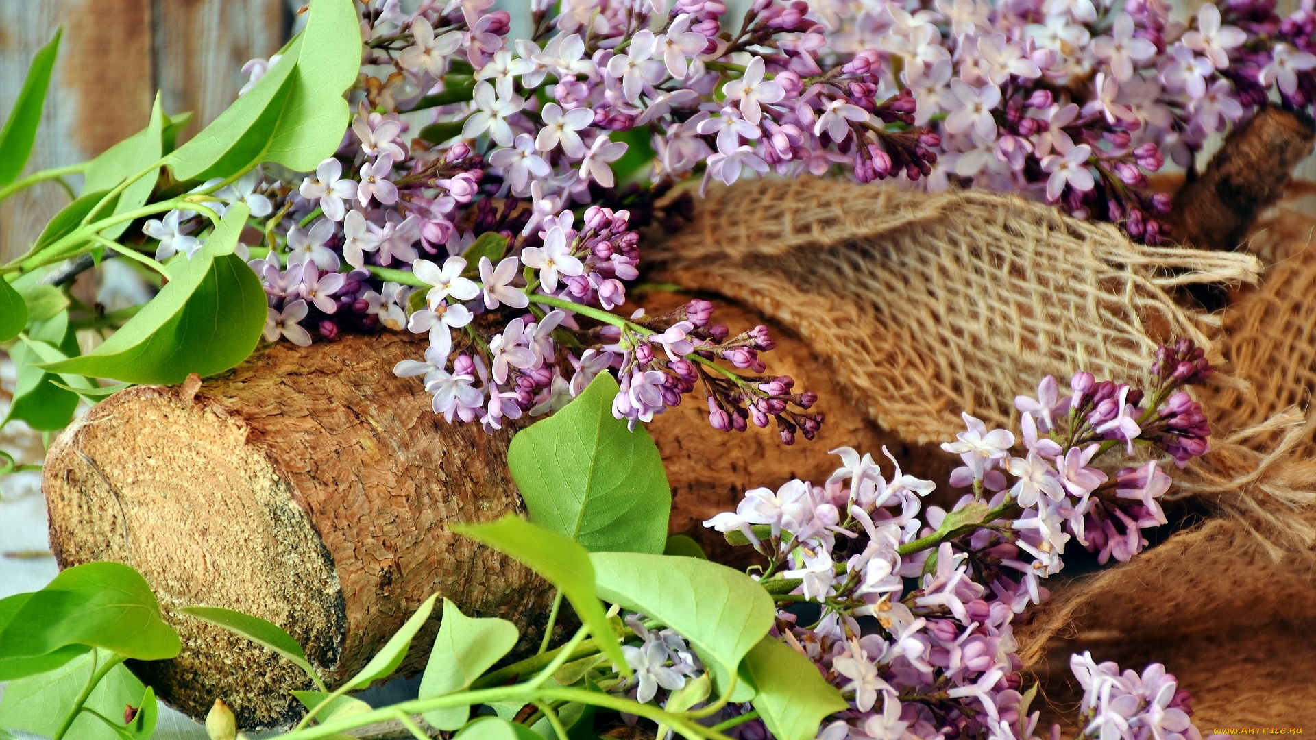 цветы, сирень, ветки