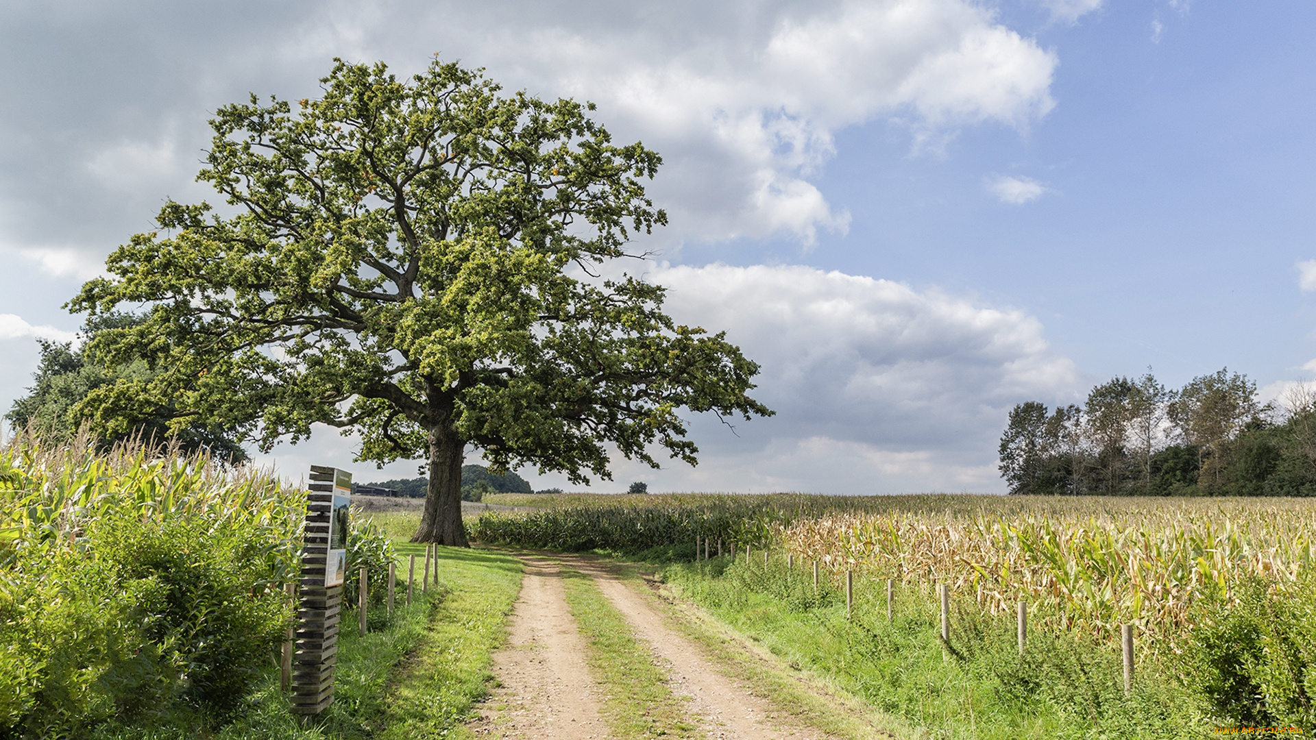 природа, дороги, простор