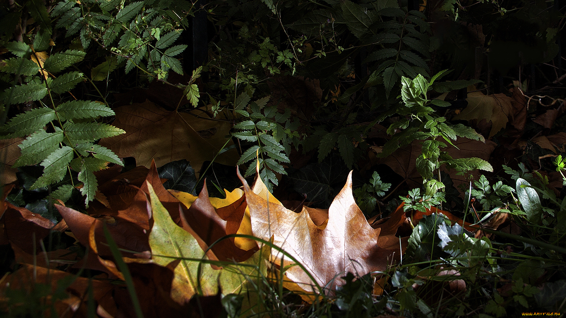 природа, листья, простор