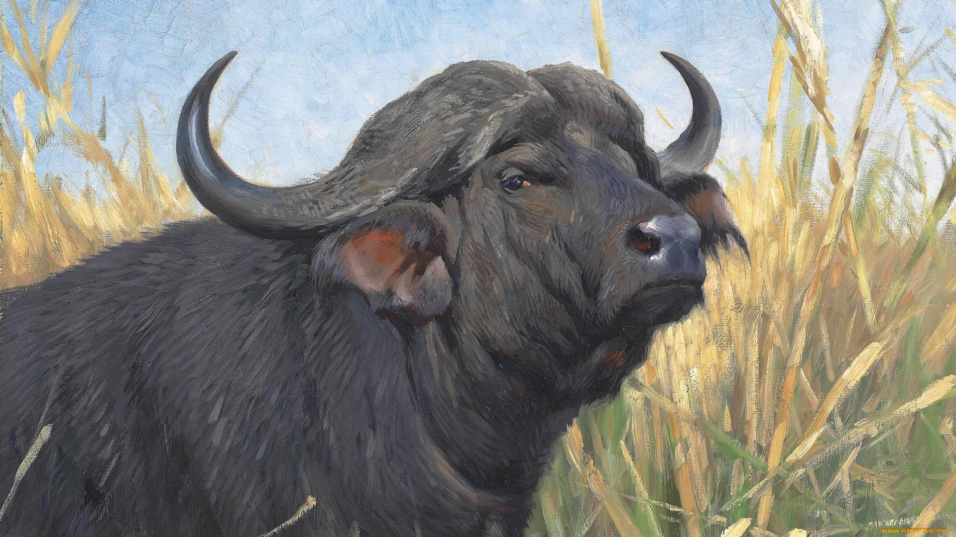 рисованное, животные, , коровы, a, buffalo, буйвол, немецкий, живописец, german, painter, фридрих, вильгельм, кунерт, friedrich, wilhelm, kuhnert