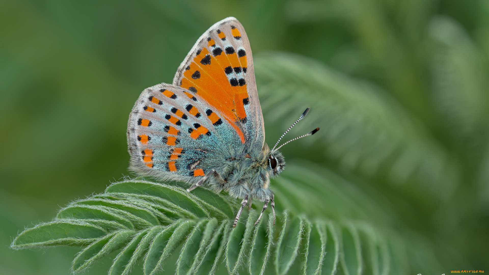 животные, бабочки, , мотыльки, , моли, бабочка
