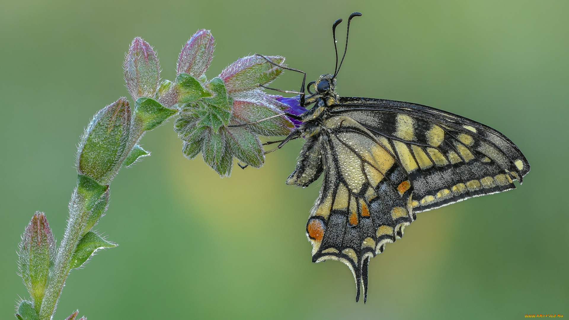 животные, бабочки, , мотыльки, , моли, бабочка