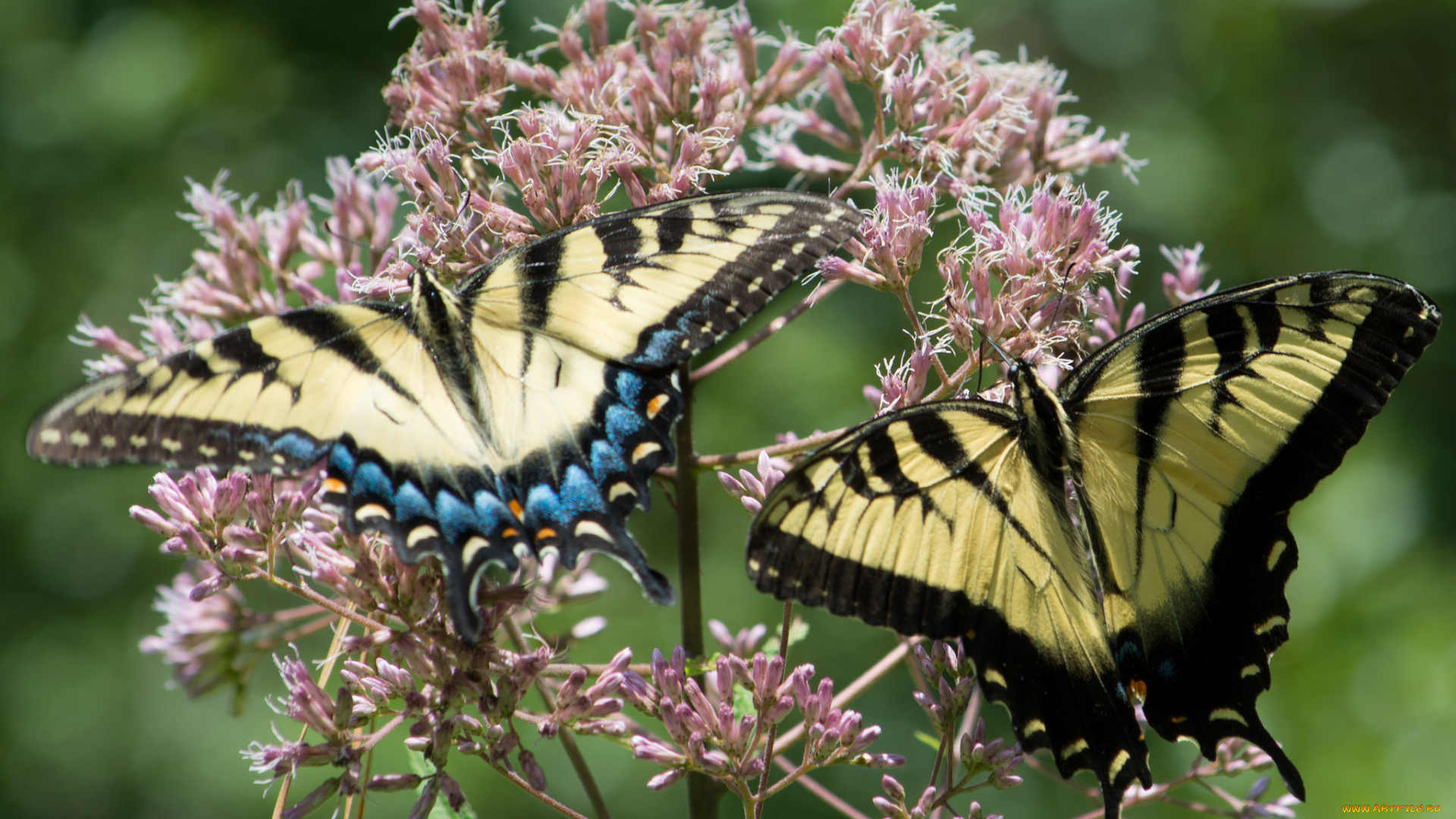 животные, бабочки, , мотыльки, , моли, бабочка