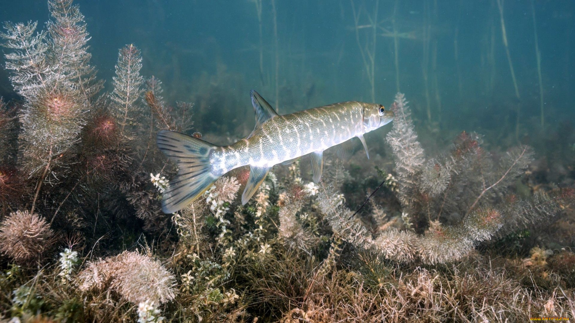 животные, рыбы, щука, река