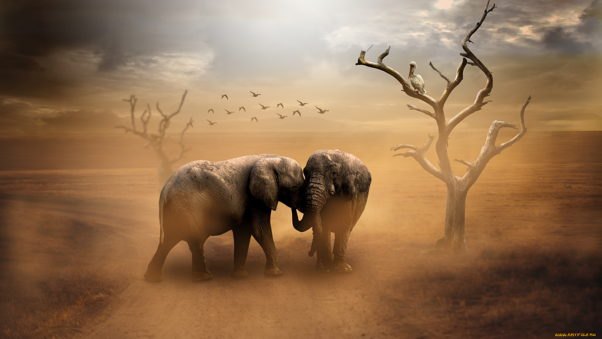животные, слоны, дорога, птицы, пыль