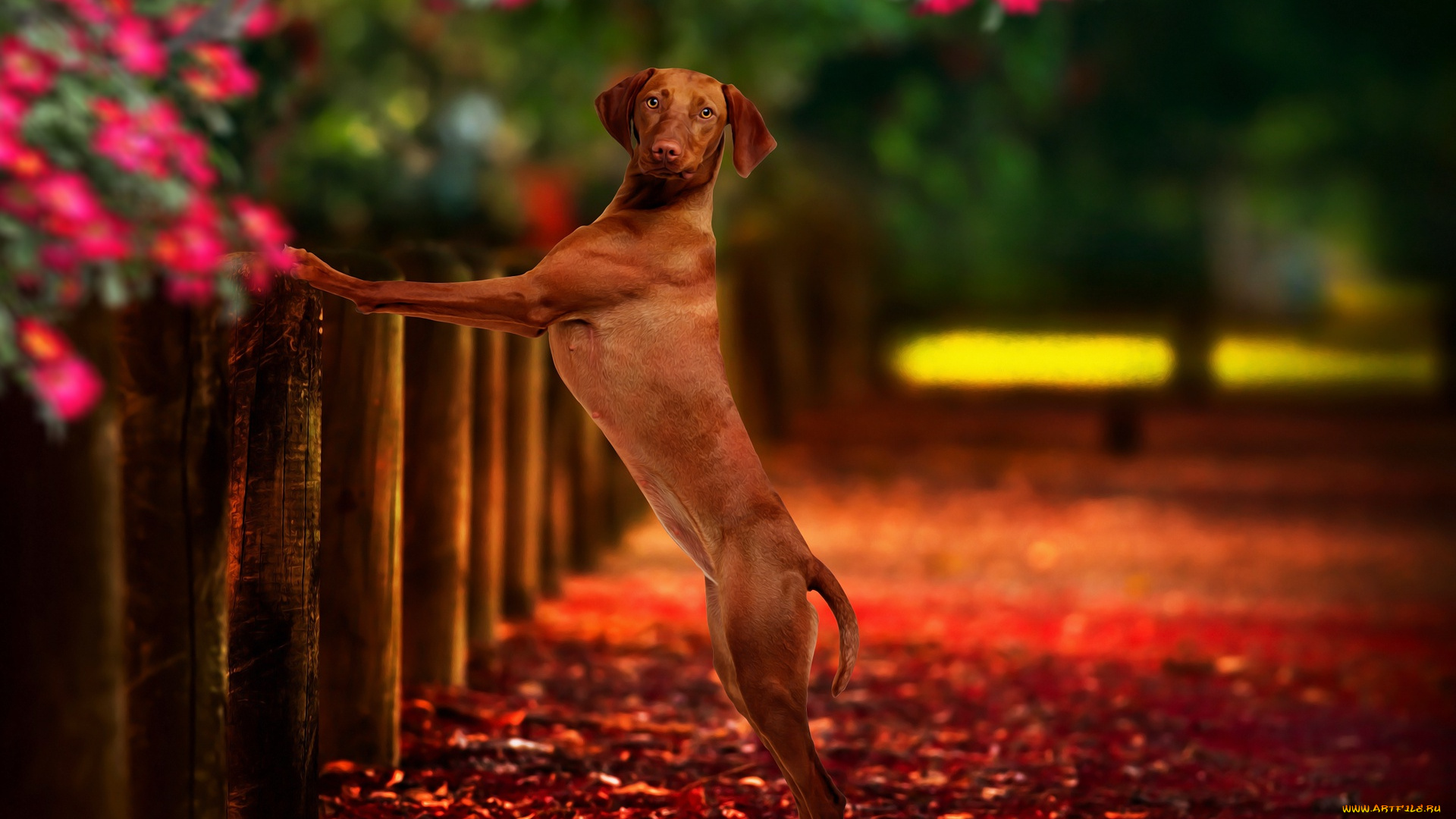 животные, собаки, фон, друг, собака, забор