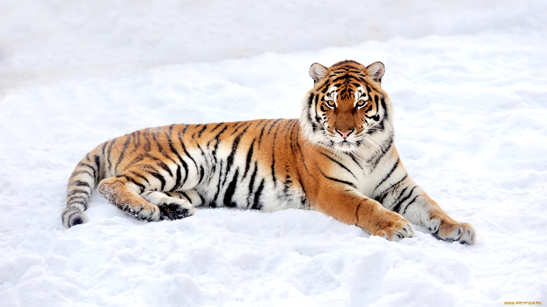 животные, тигры, tiger