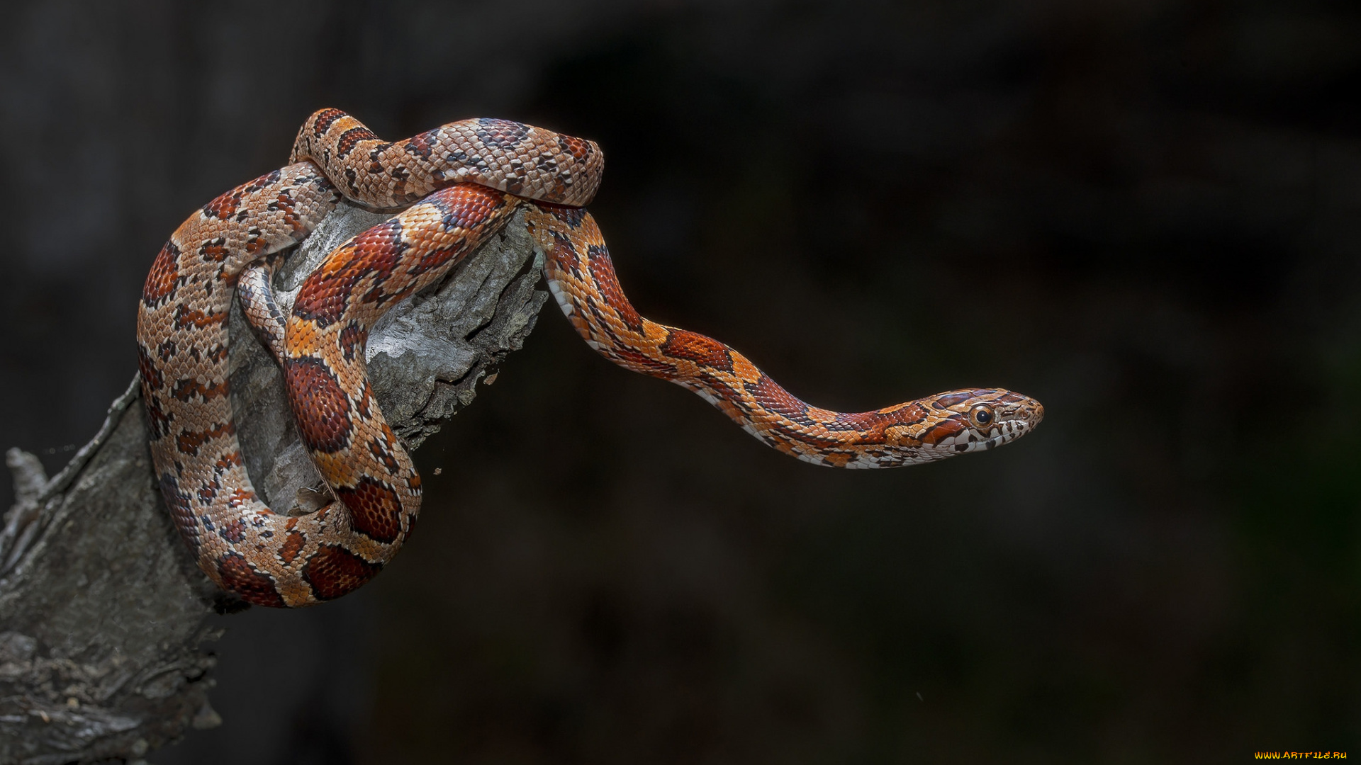 животные, змеи, , питоны, , кобры, змейка