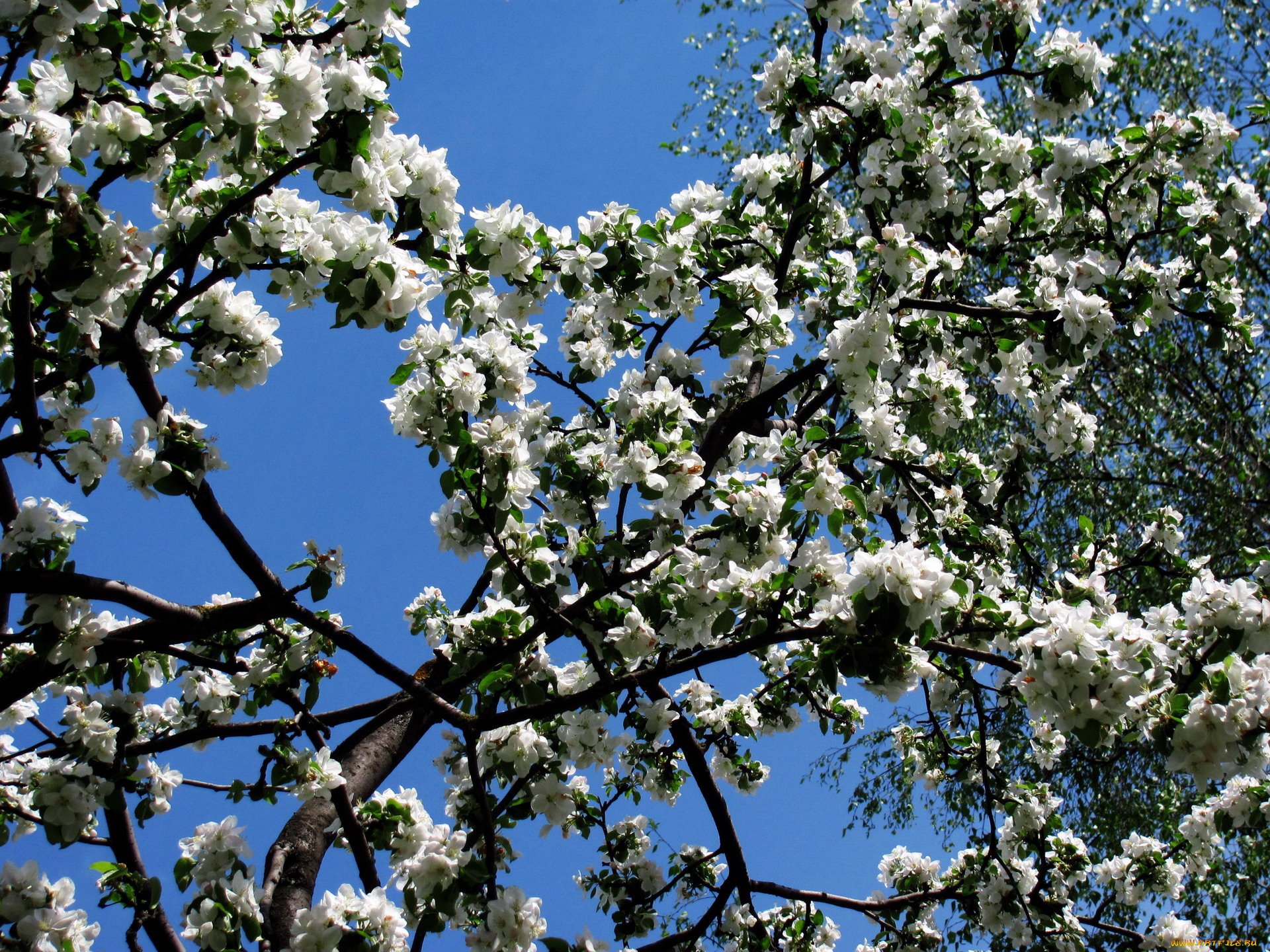 цветы, цветущие, деревья, , , кустарники, цветение, весна