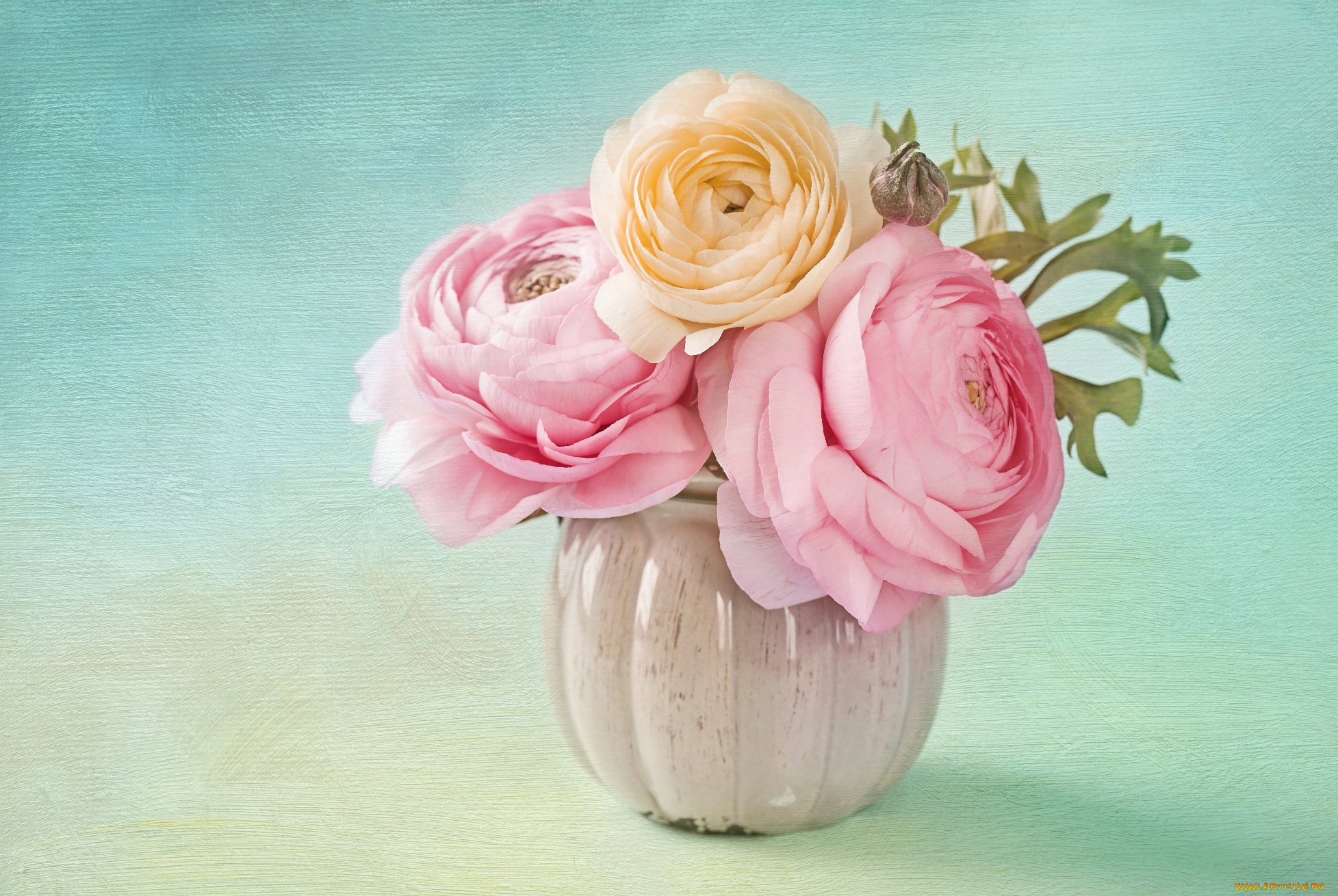 цветы, ранункулюс, , азиатский, лютик, лютики, букет, ваза