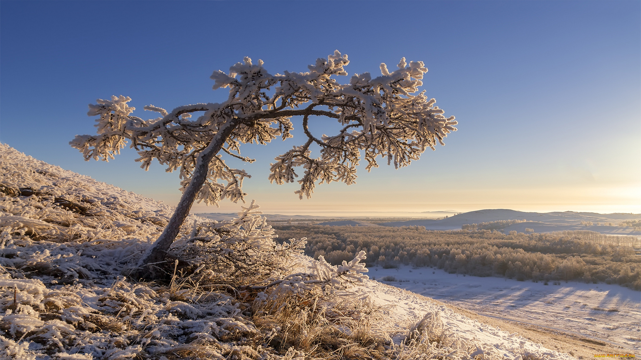 природа, деревья, простор