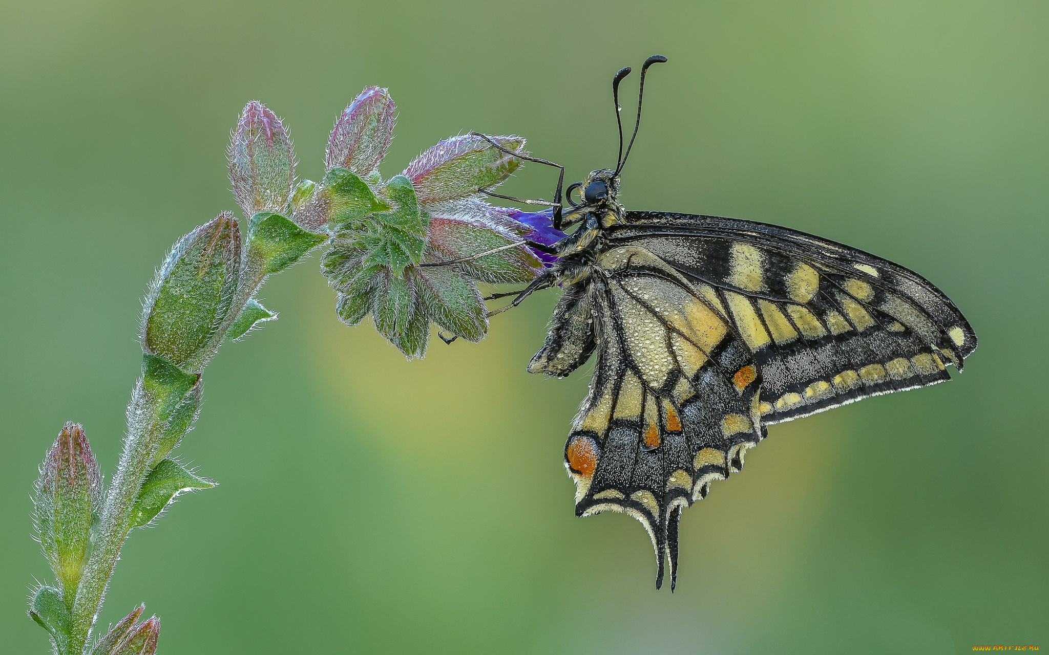 животные, бабочки, , мотыльки, , моли, бабочка