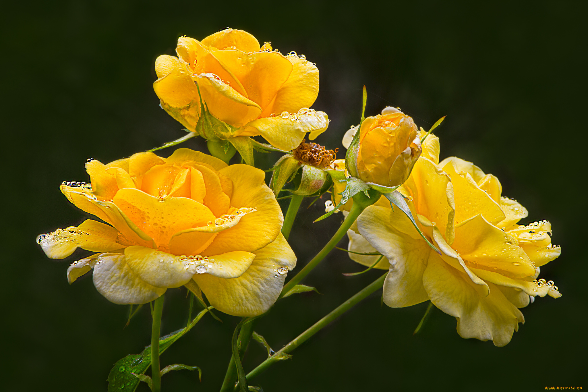 цветы, розы, лепестки, бутон