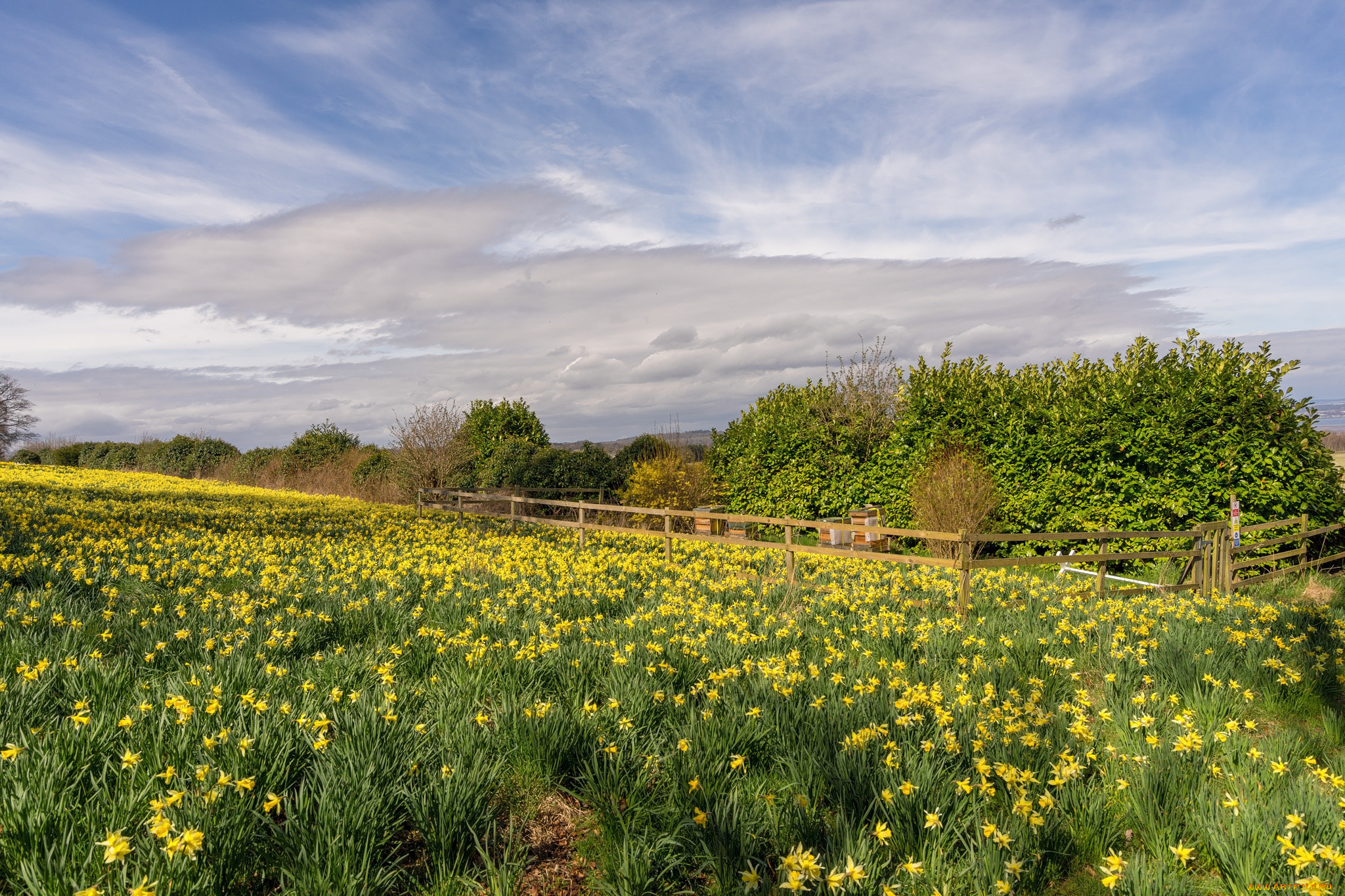 природа, луга, простор