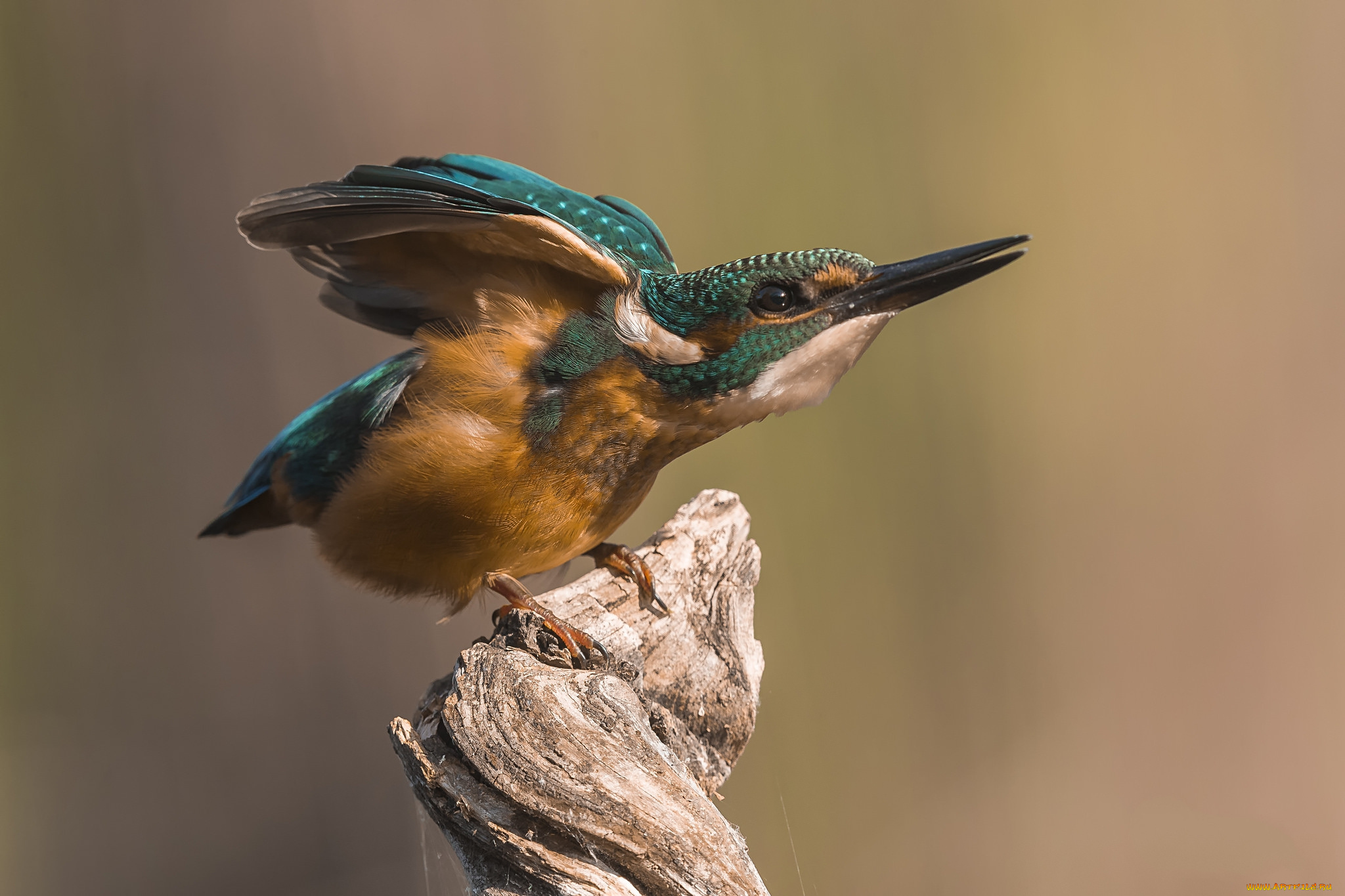 животные, зимородки, птичка