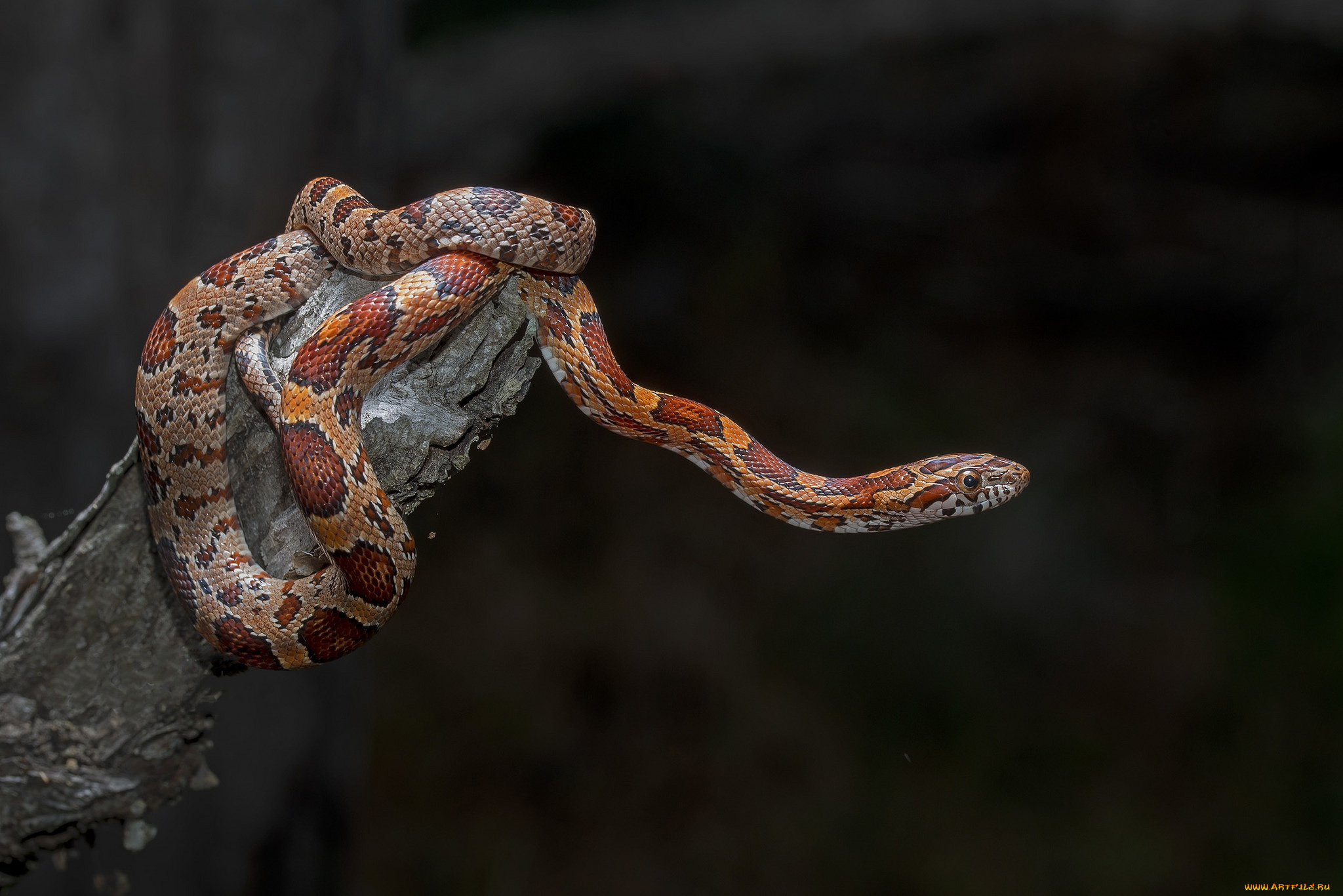 животные, змеи, , питоны, , кобры, змейка