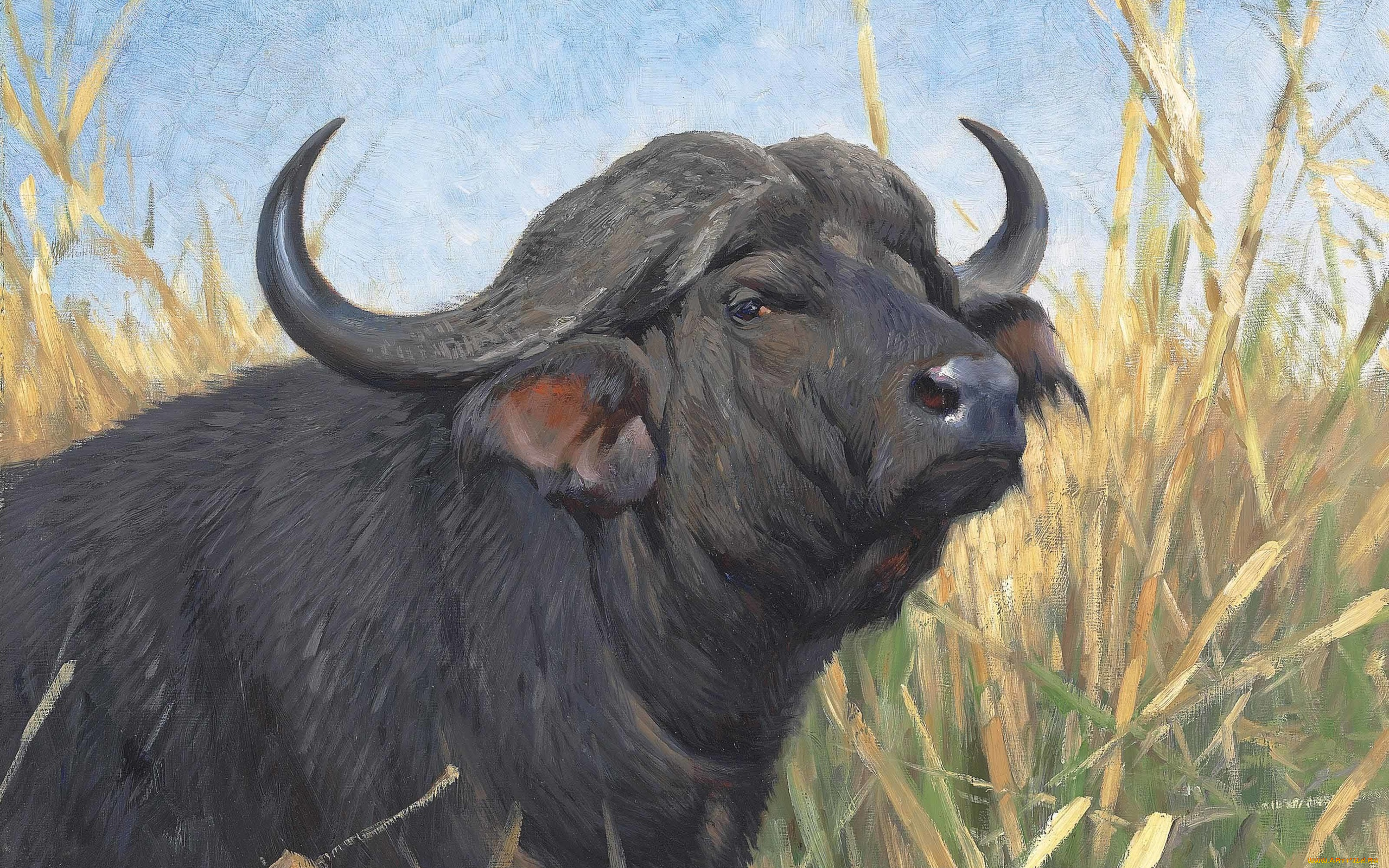 рисованное, животные, , коровы, a, buffalo, буйвол, немецкий, живописец, german, painter, фридрих, вильгельм, кунерт, friedrich, wilhelm, kuhnert