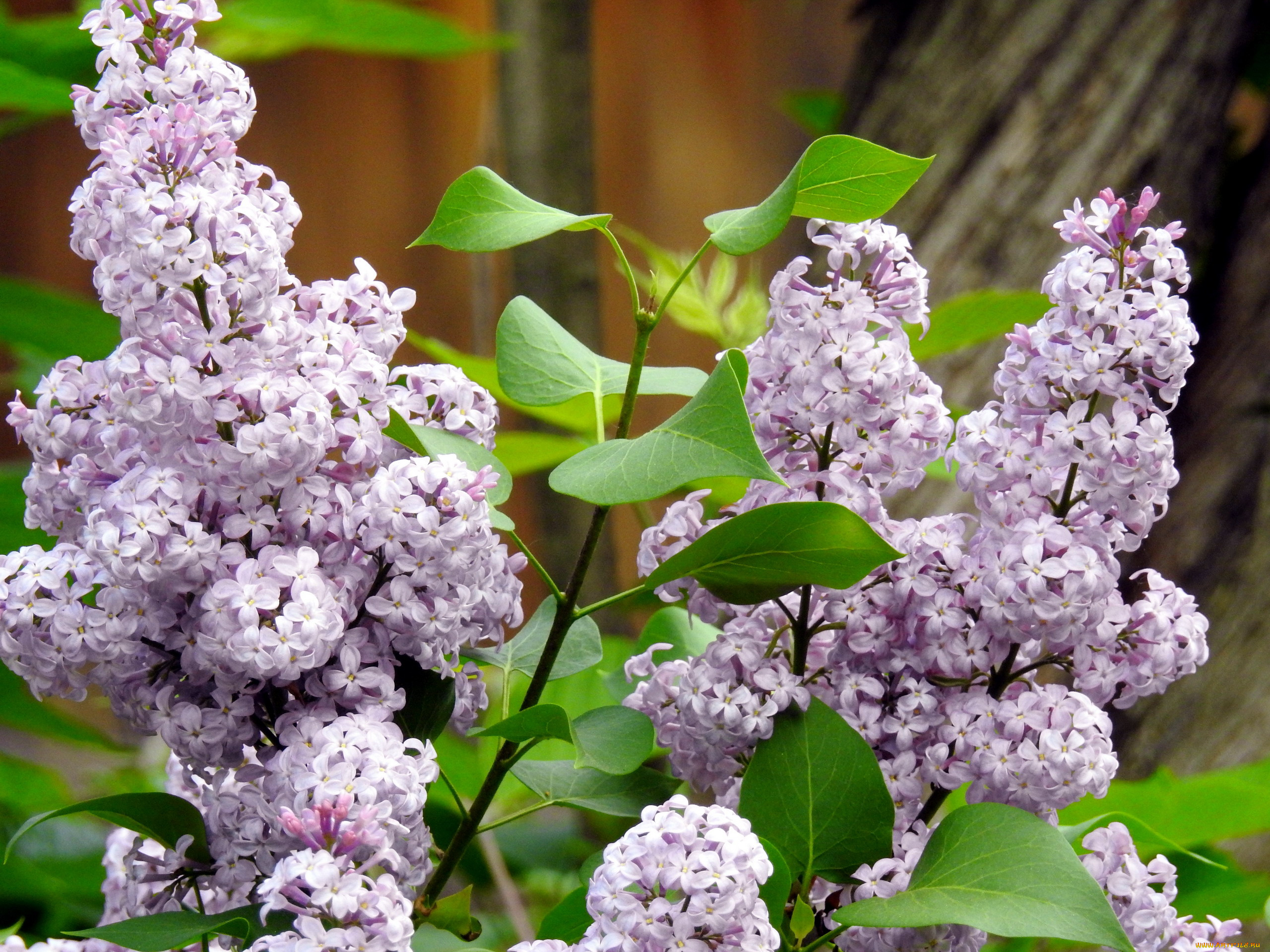 цветы, сирень, весна, цветение