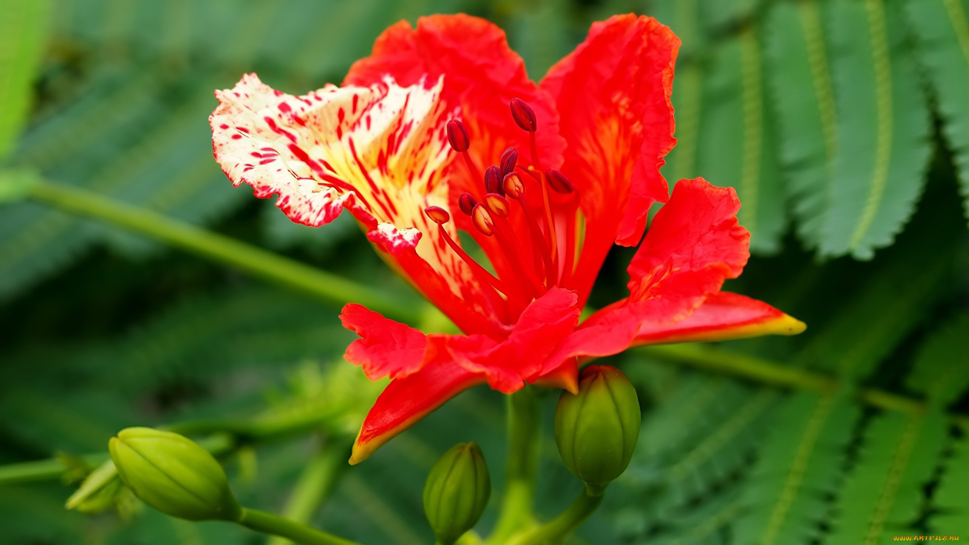 цветы, делоникс, королевский, , огненное, дерево, экзотика