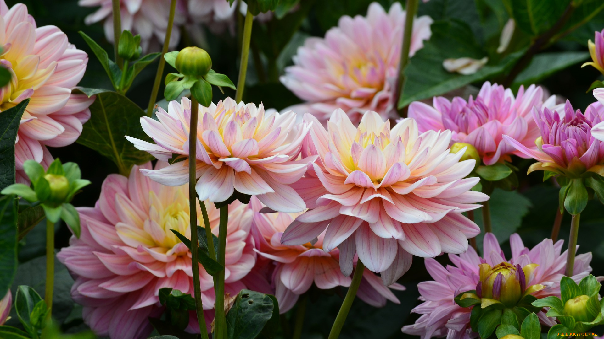 цветы, георгины, цвести, флора, цветник, сад