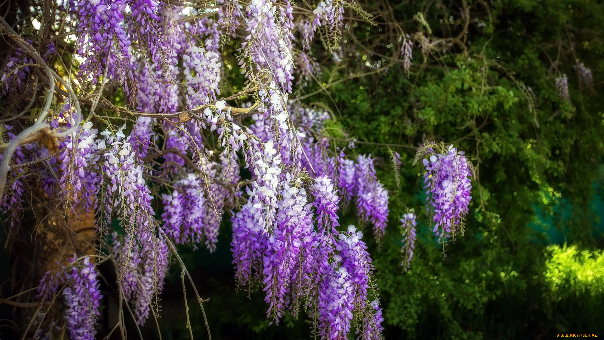 цветы, глициния, куст