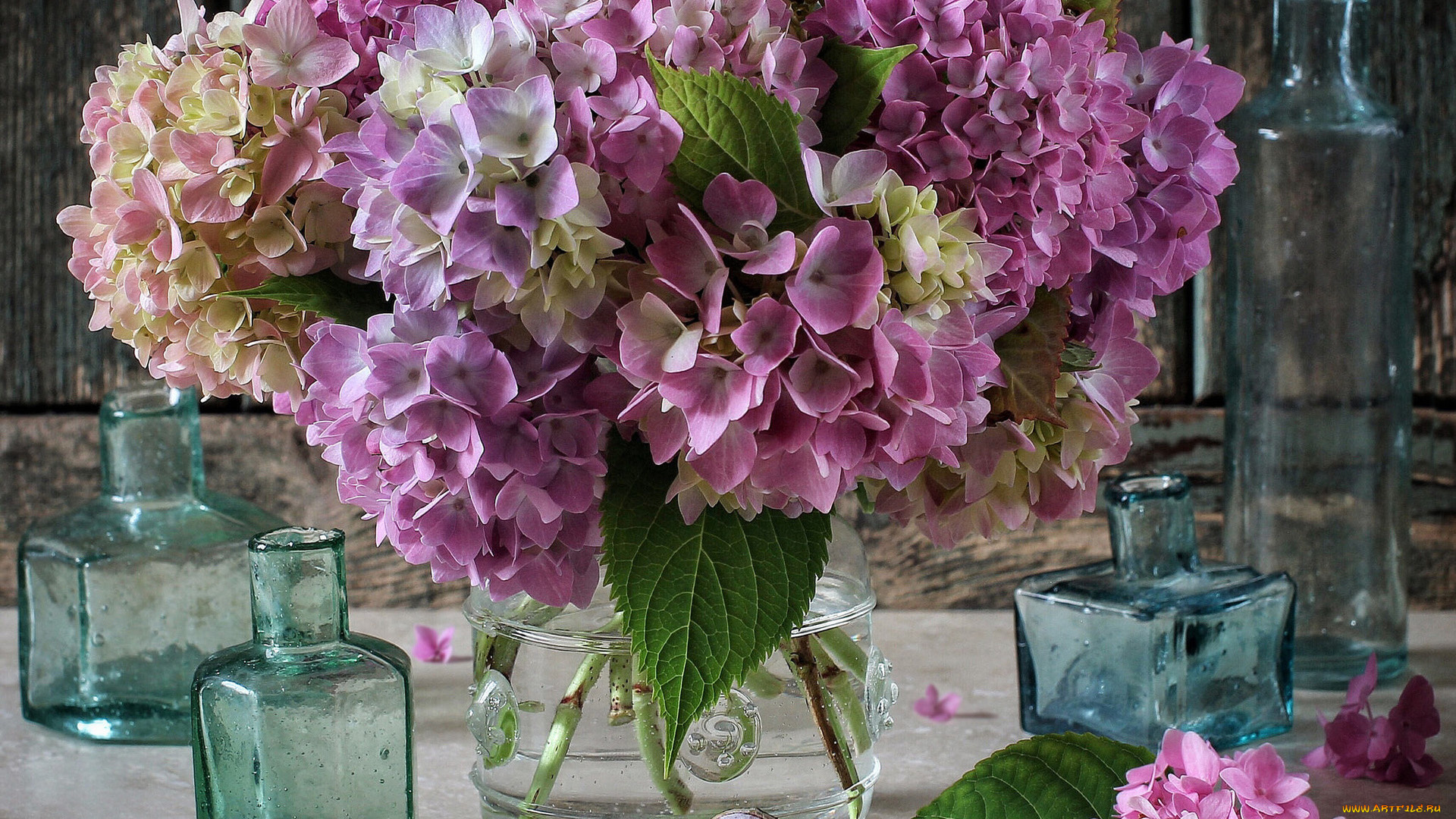 цветы, гортензия, букет