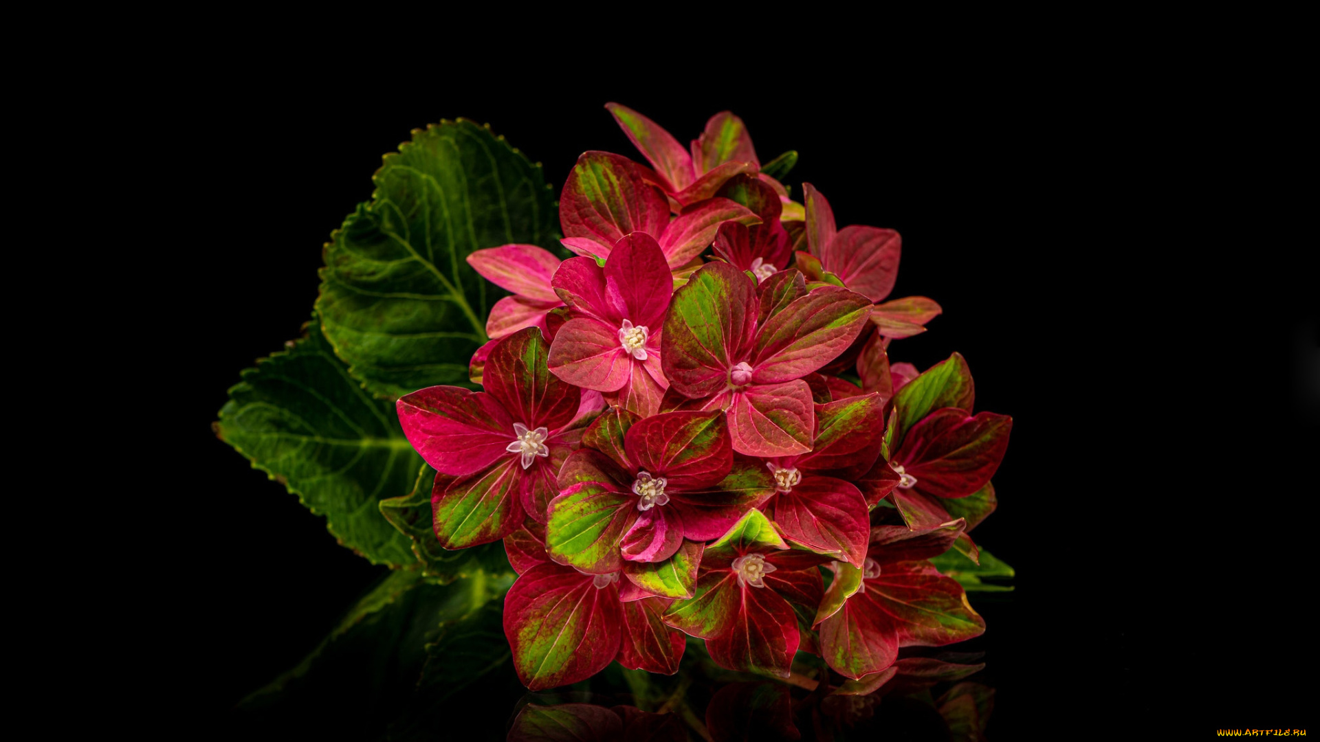 цветы, гортензия, соцветие