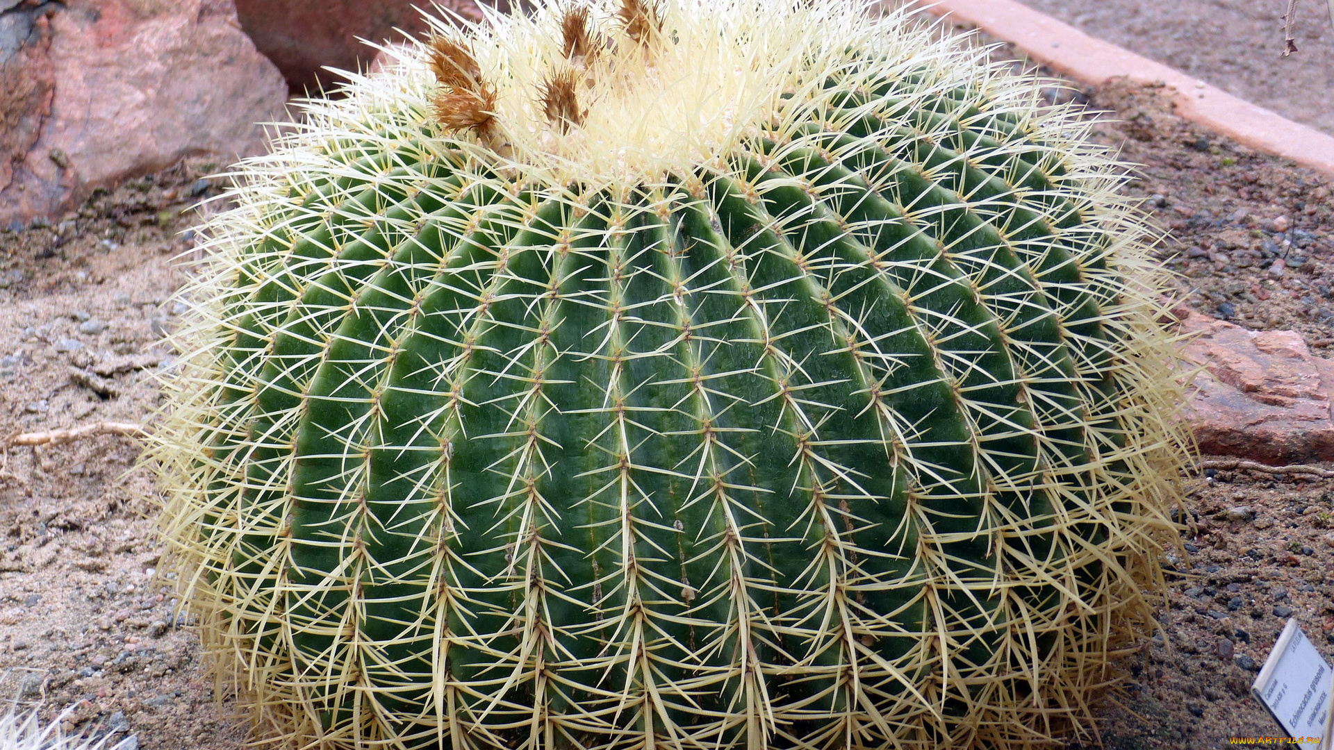 цветы, кактусы, колючки