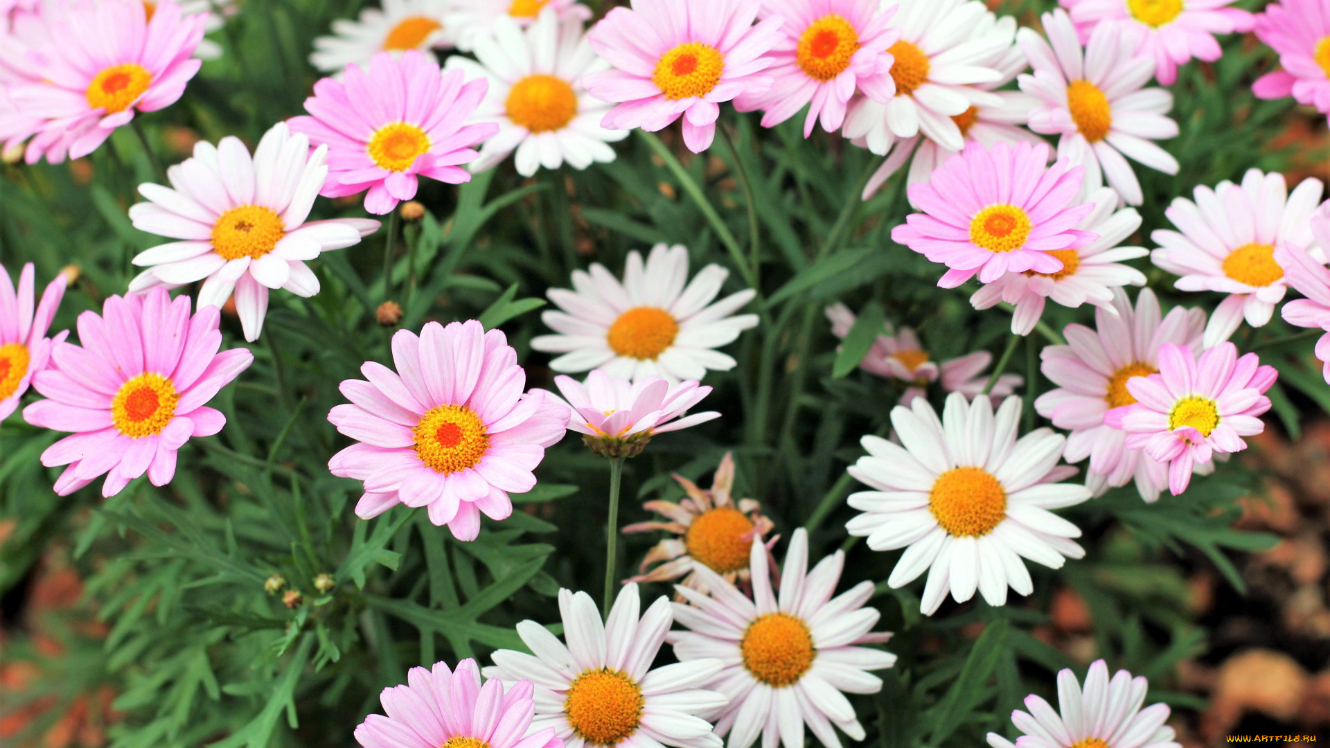 цветы, маргаритки, белый, розовый