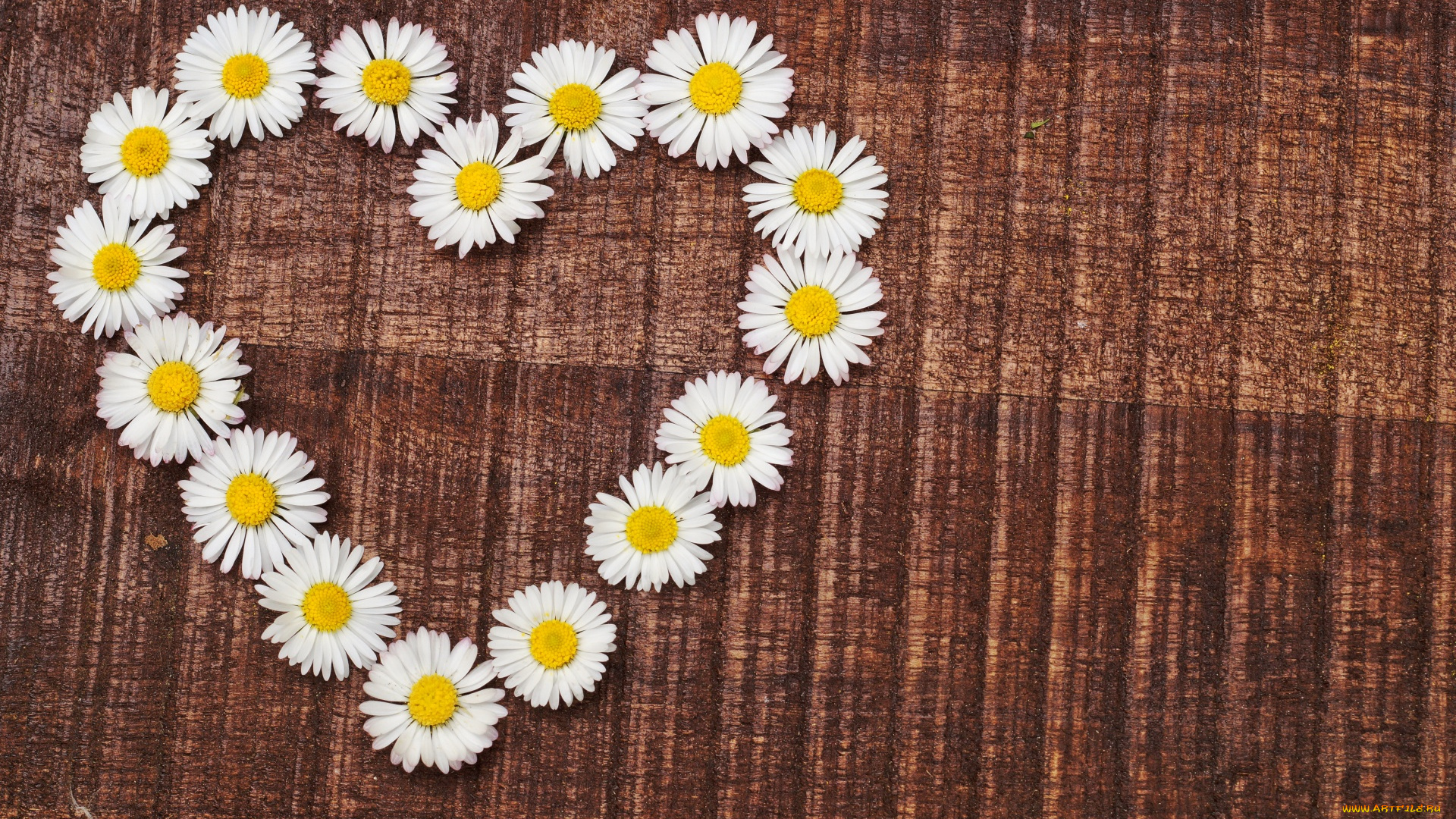 цветы, маргаритки, сердце