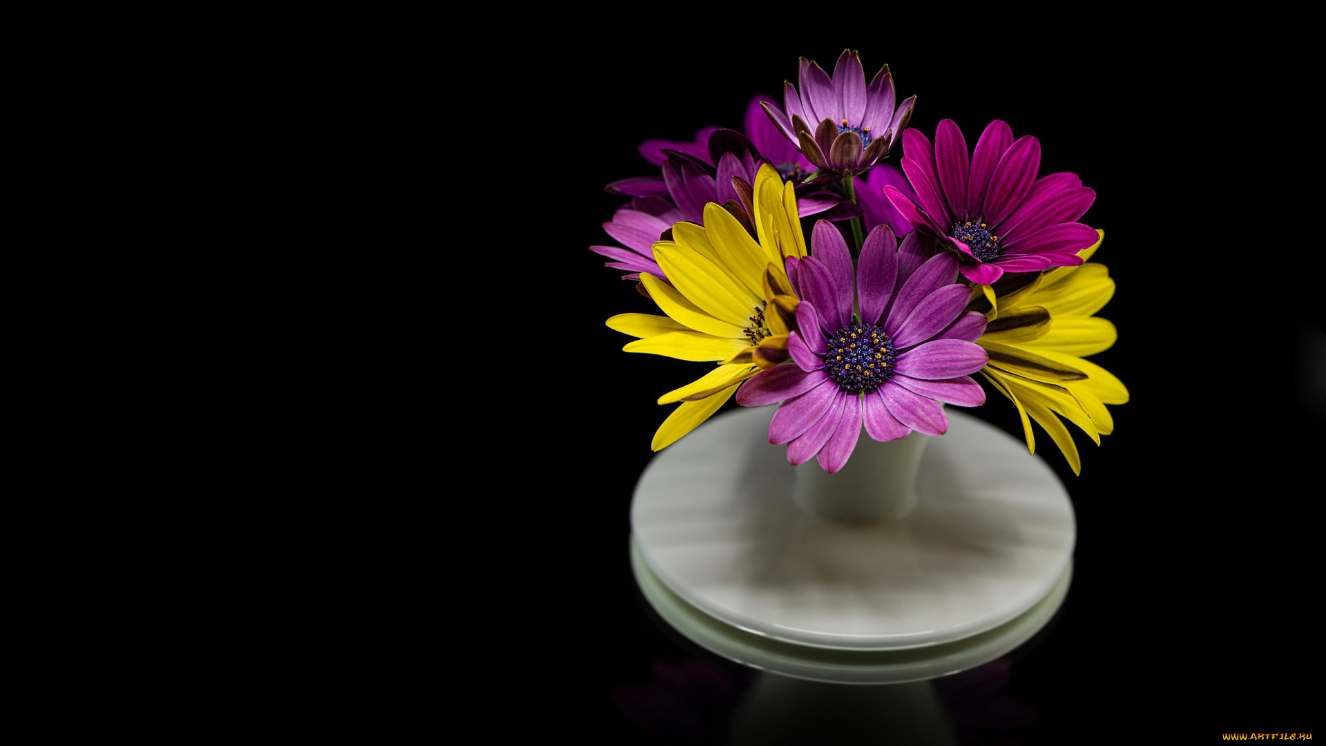 цветы, остеоспермумы, букет