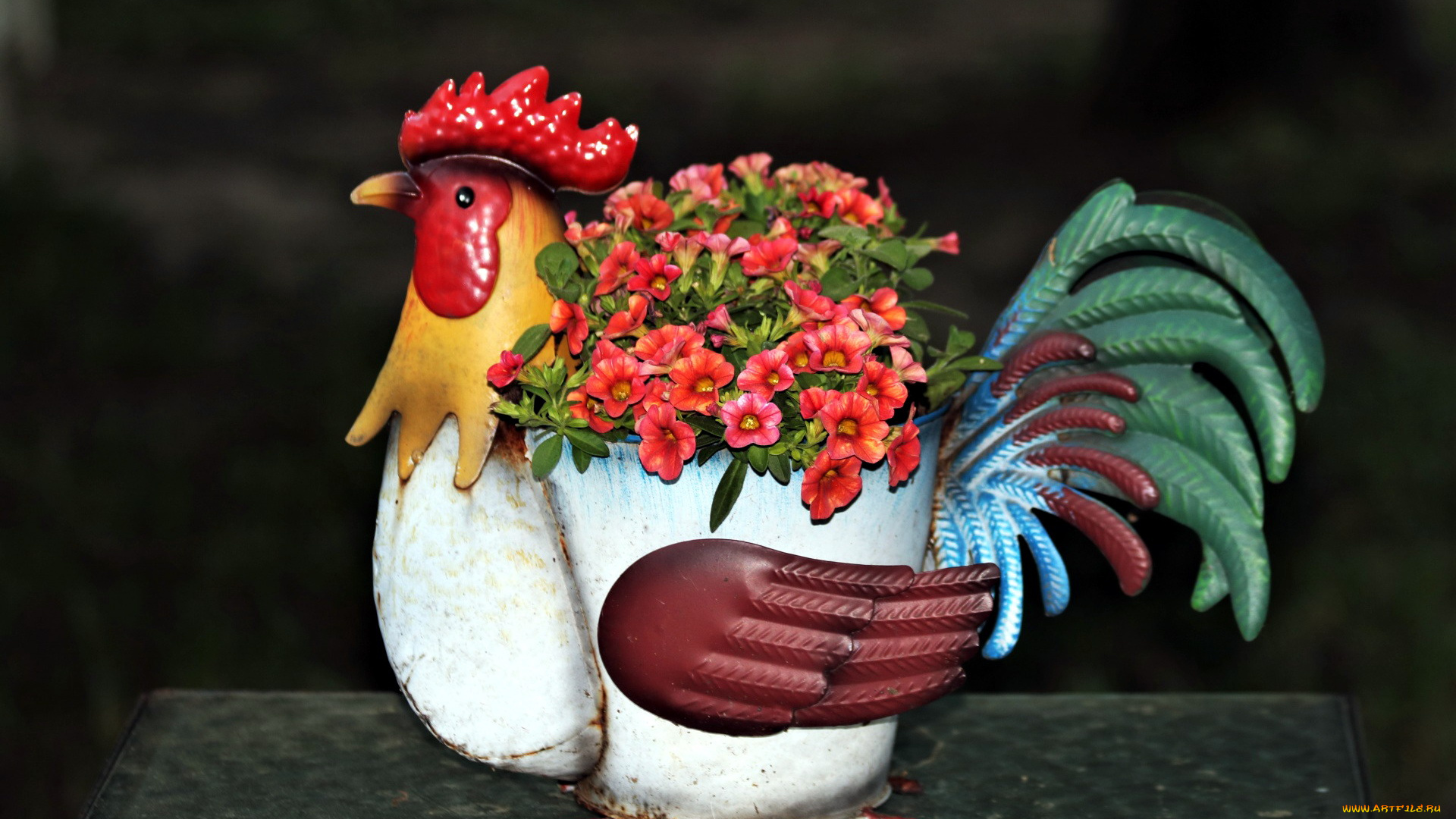 цветы, петунии, , калибрахоа, калибрахоа